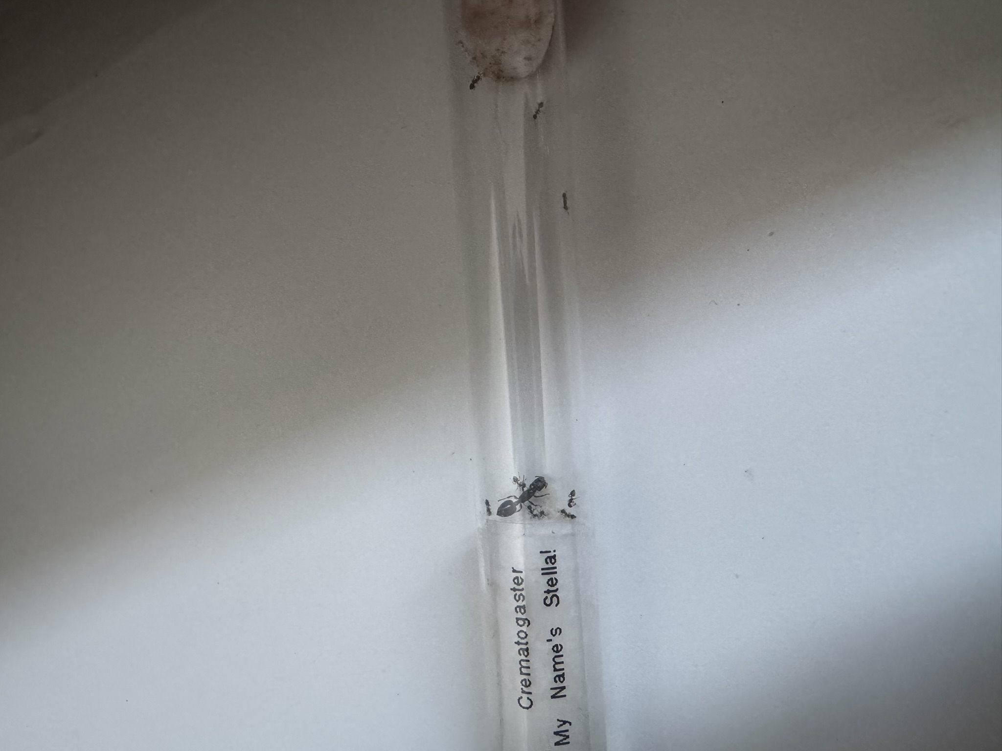 Acrobat ant queen + 6–8 workers