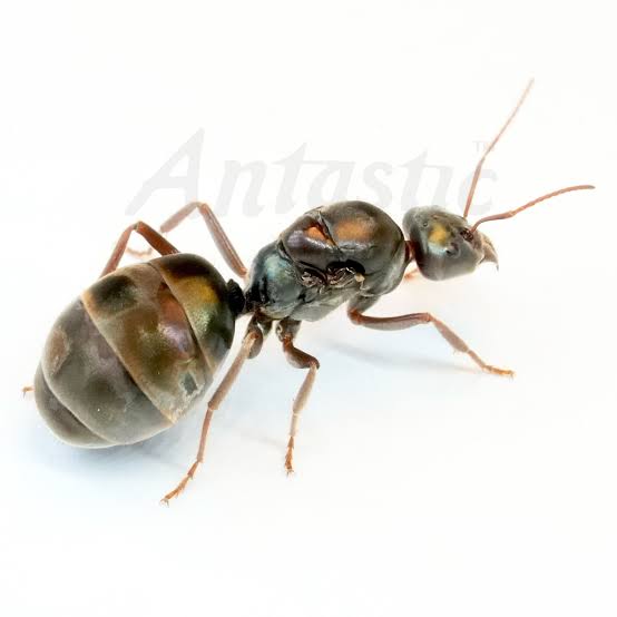 Meat Ant Colony - 5 workers + brood
