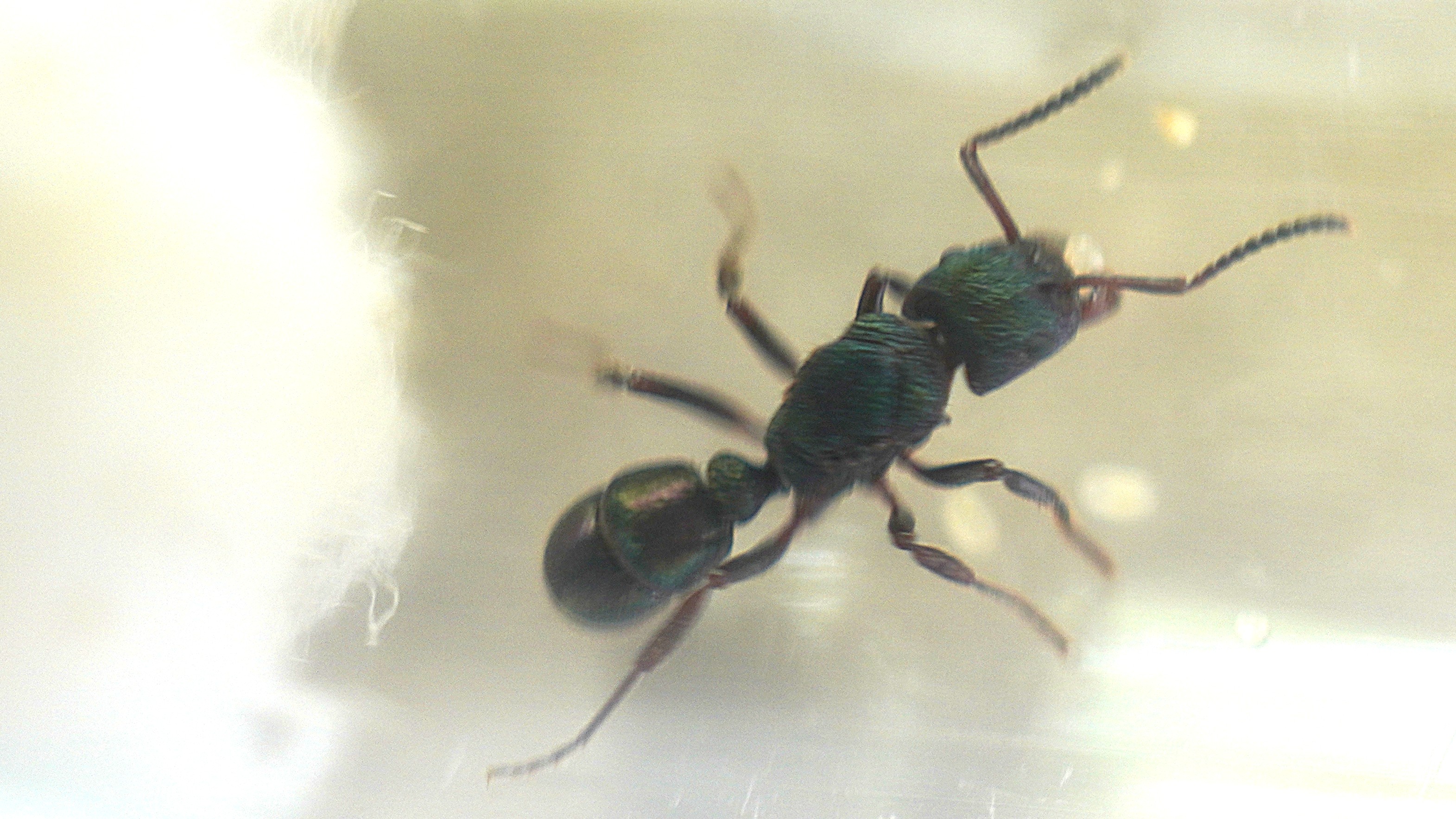 Queen Green-Headed Ant with eggs (Rhytidoponera metallica)