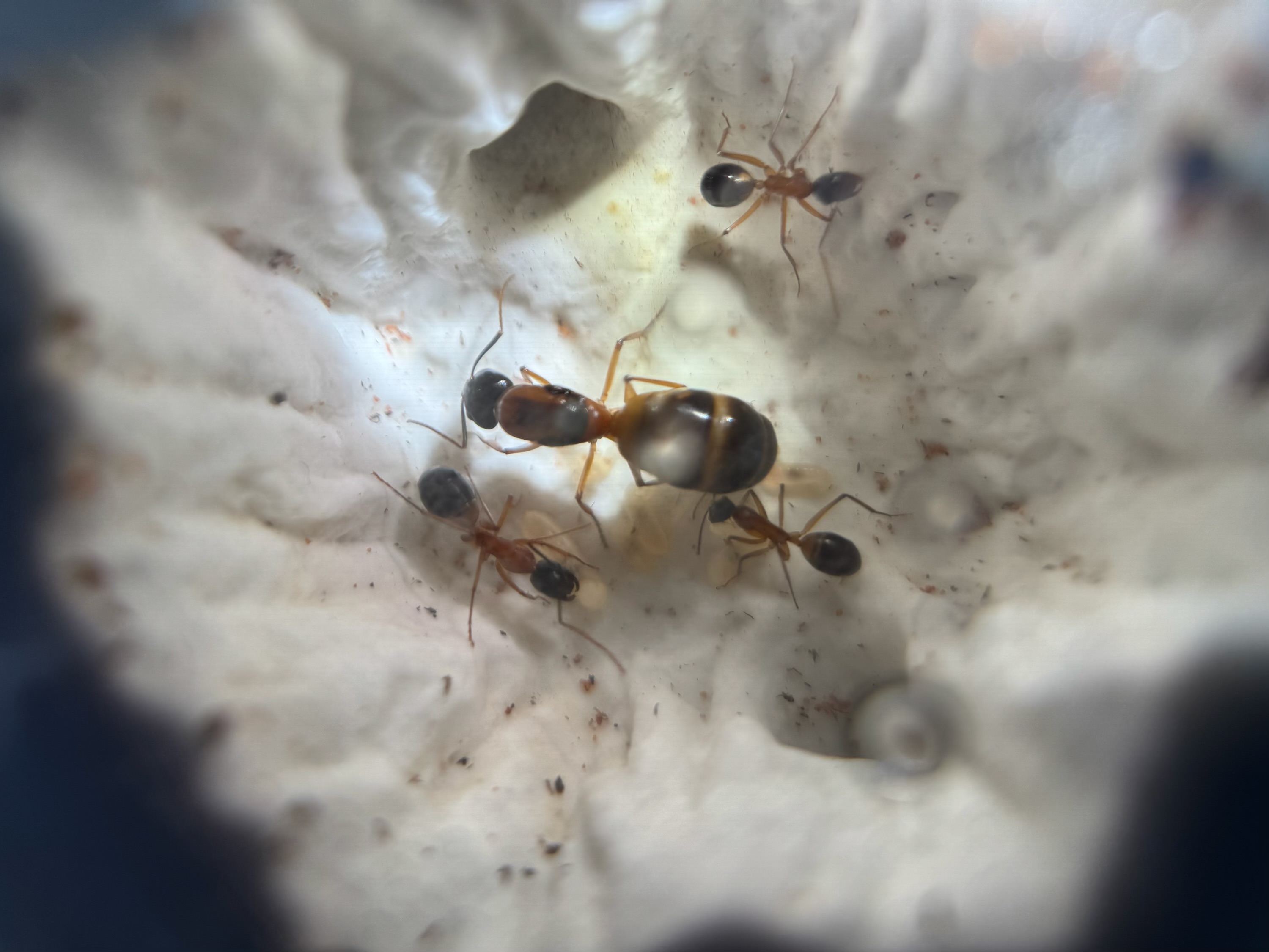 Camponotus consobrinus colony (4 workers + brood)