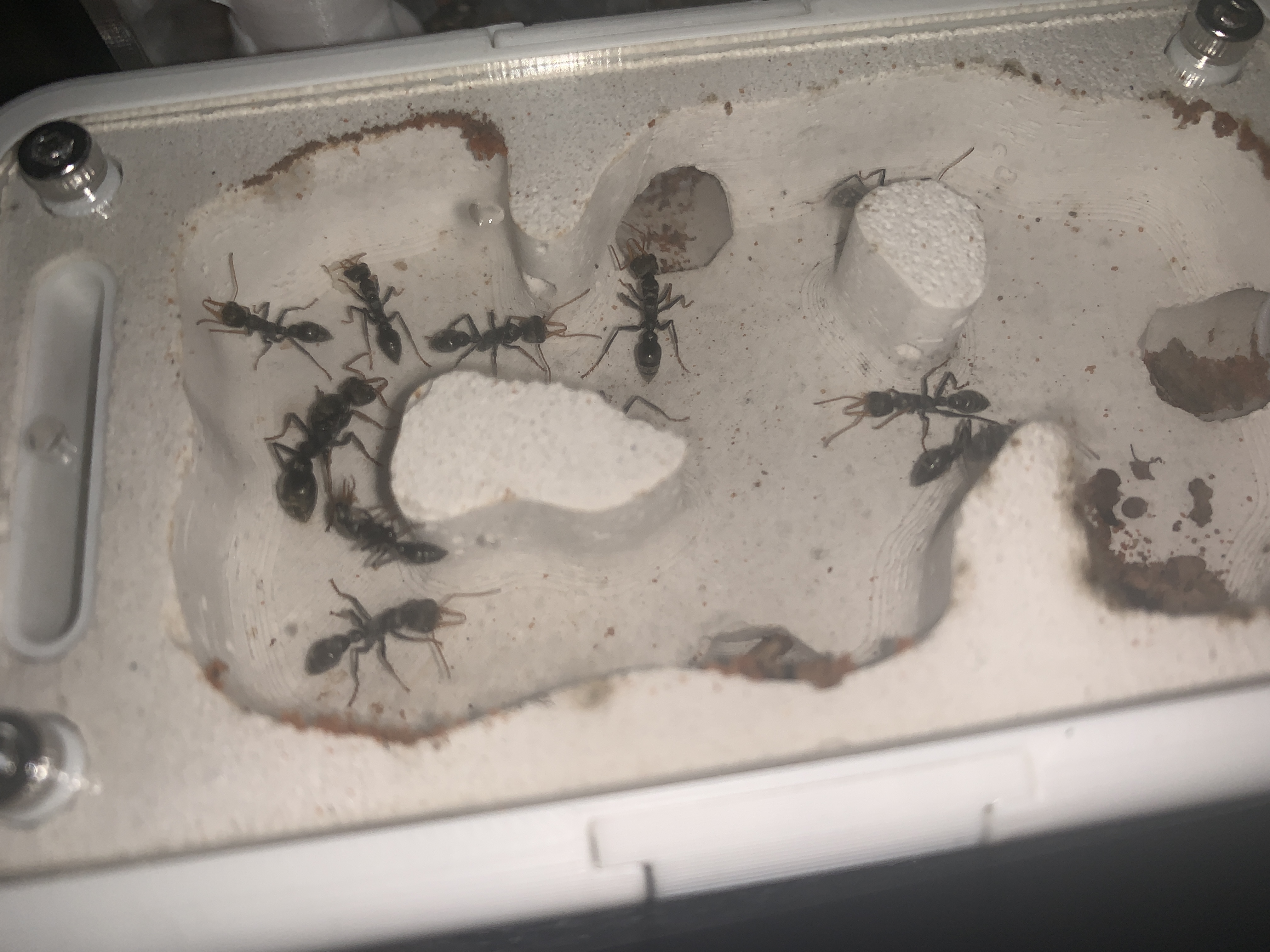 Myrmecia Pilosula Colony 10-17 workers+eggs+ high quality stone nest+outworld