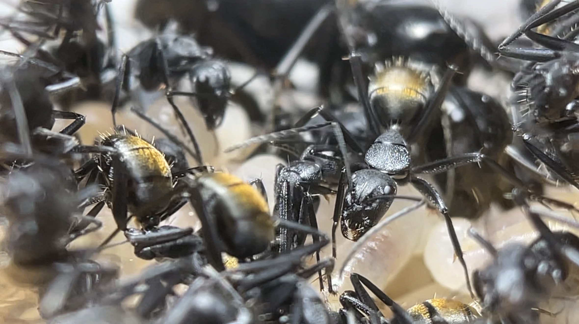 Camponotus aeneopilosus