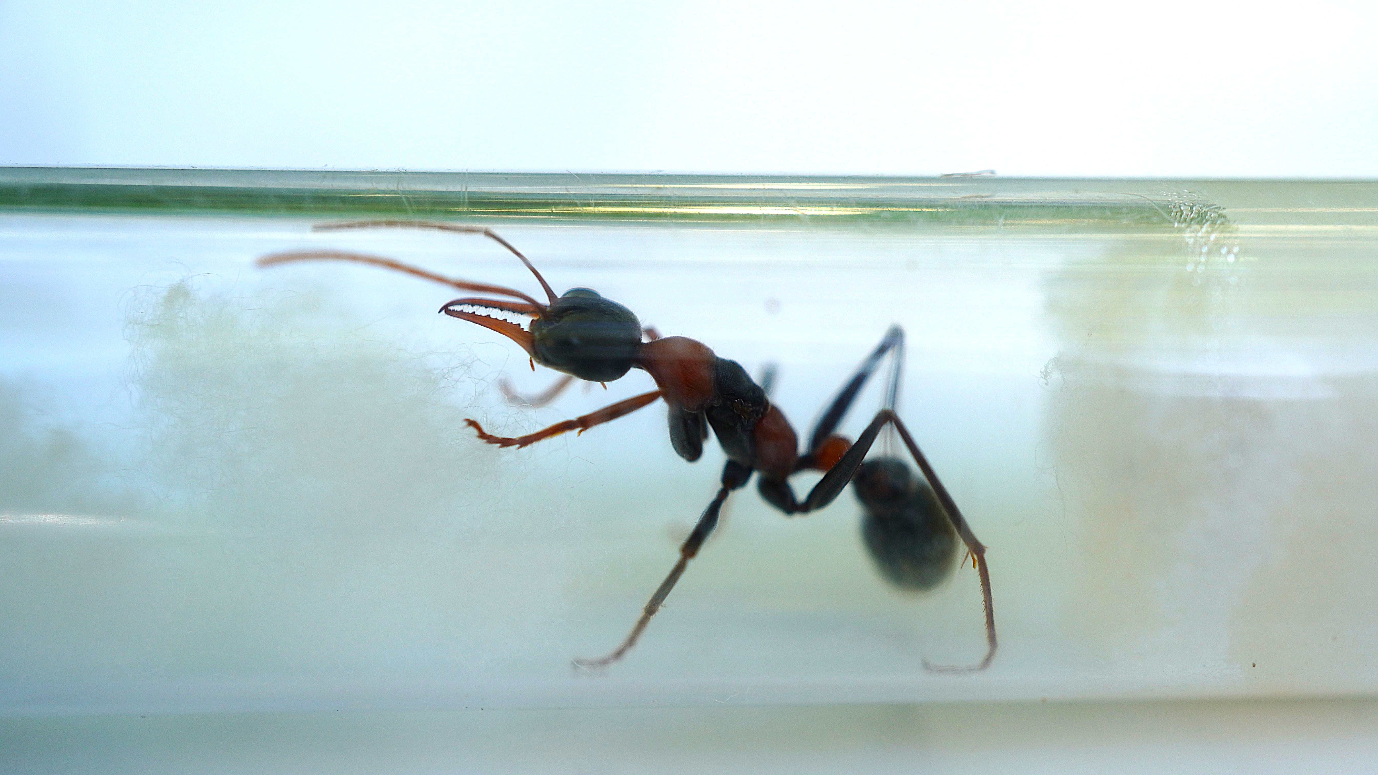 Queen Myrmecia nigrocincta Bull Ant with Eggs (aka Jumping Jack, Jack Jumper, Bulldog Ant).