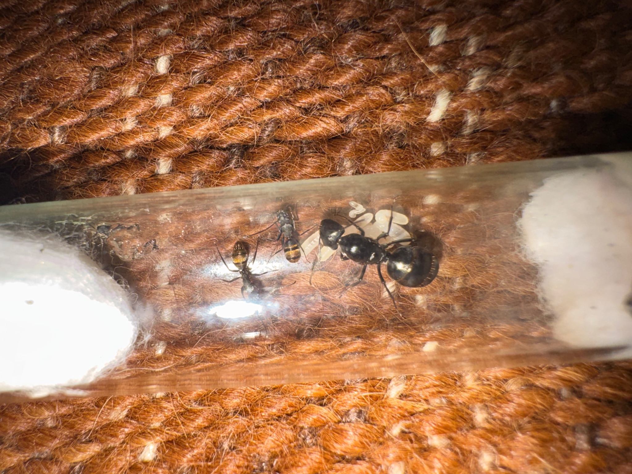 Selling whole ant collection