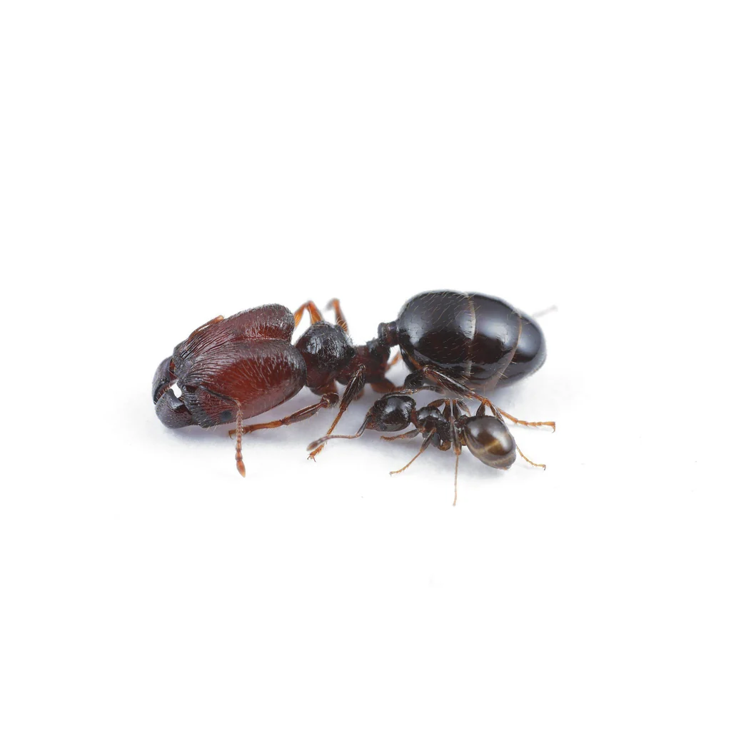 WANTED! Queen or colony of pheidole in TAS