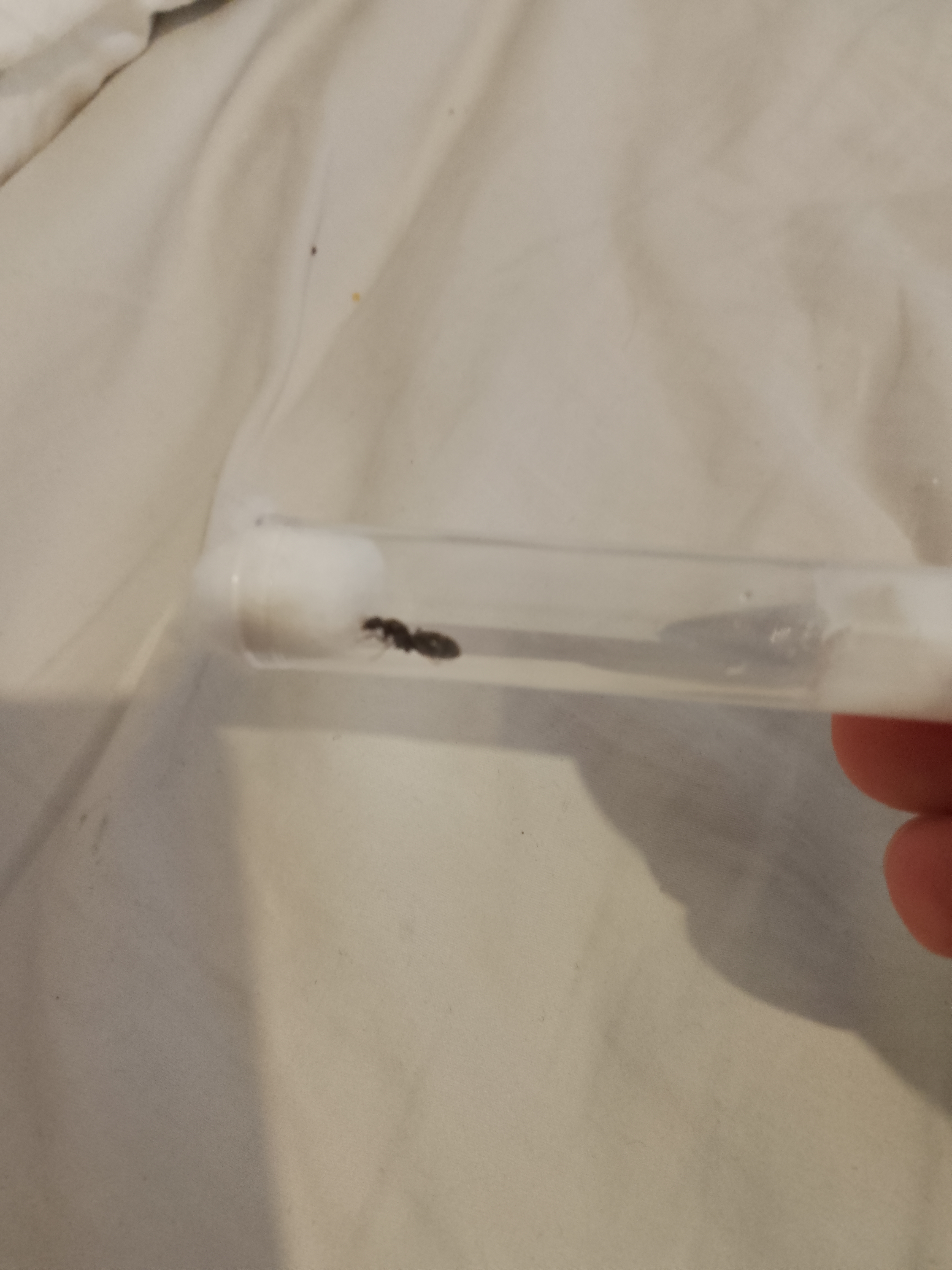 Black pavement ant queen With eggs $20