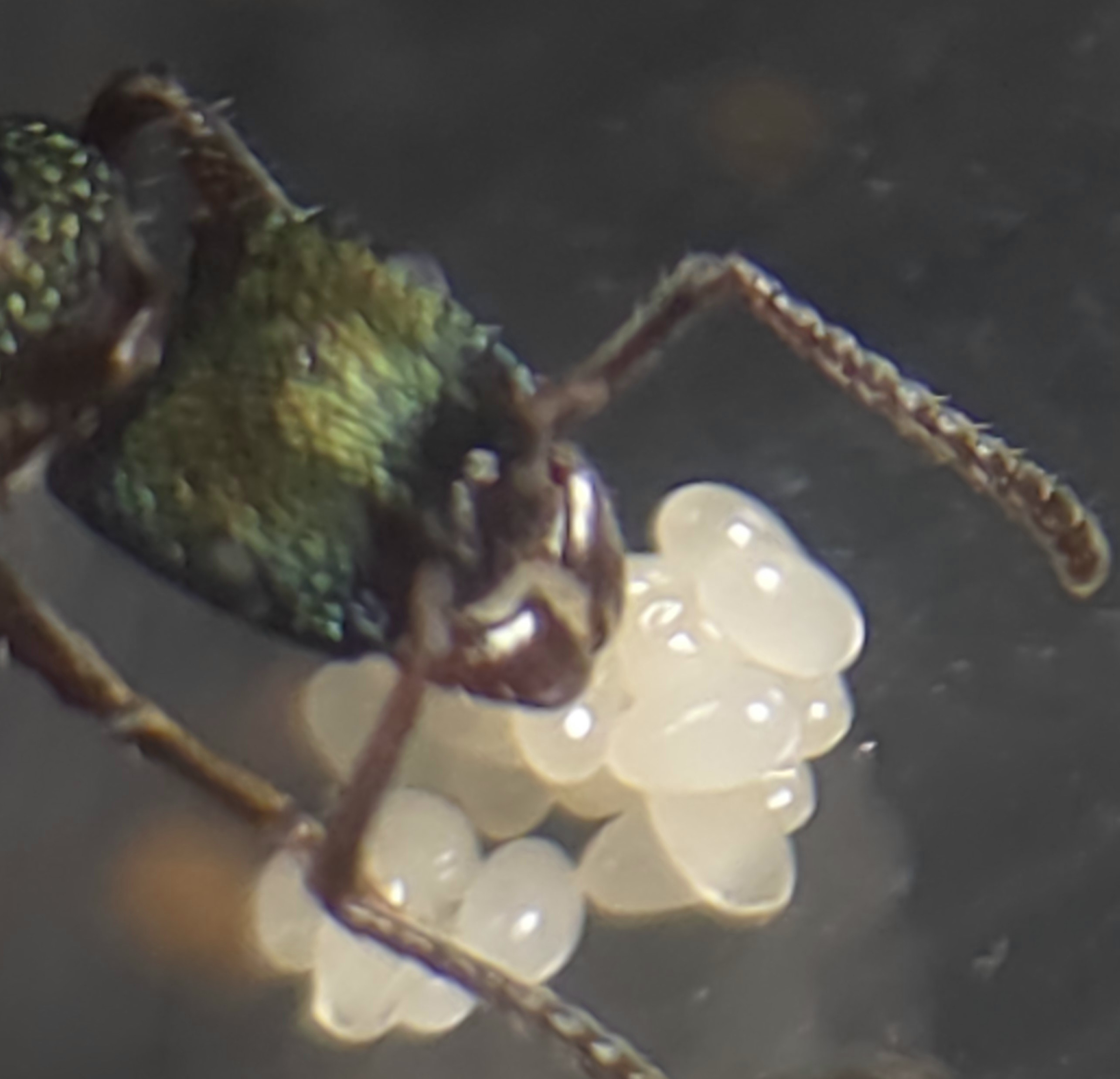 Single R. metallica queen w/ eggs. Have 2 queens.