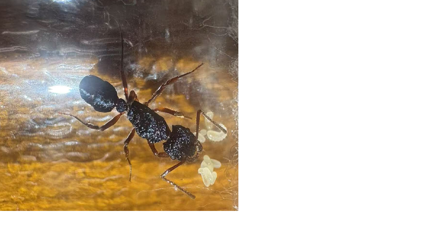 rhytidoponera chalybea