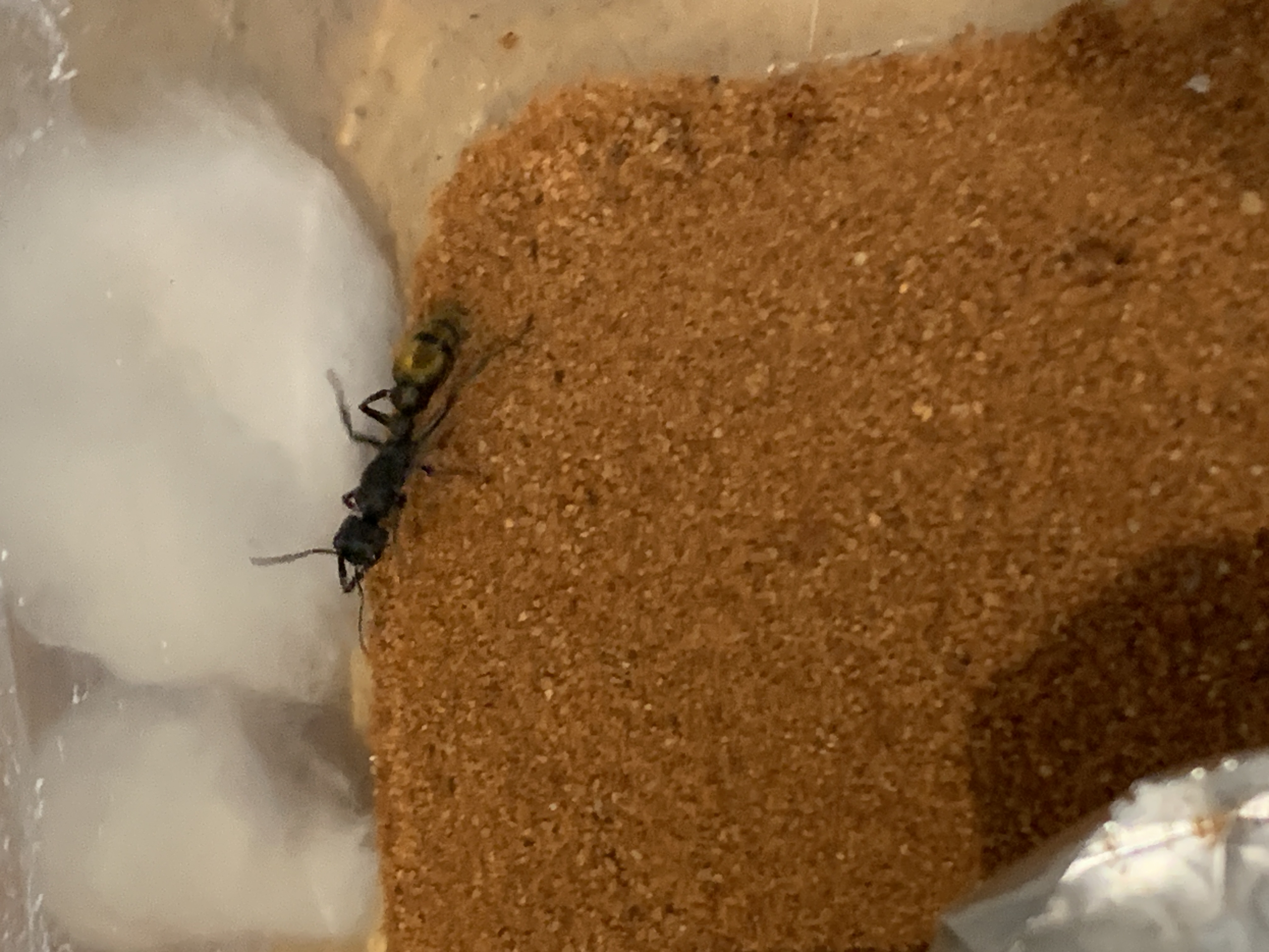 Selling Myrmecia Gilberti freshly caught