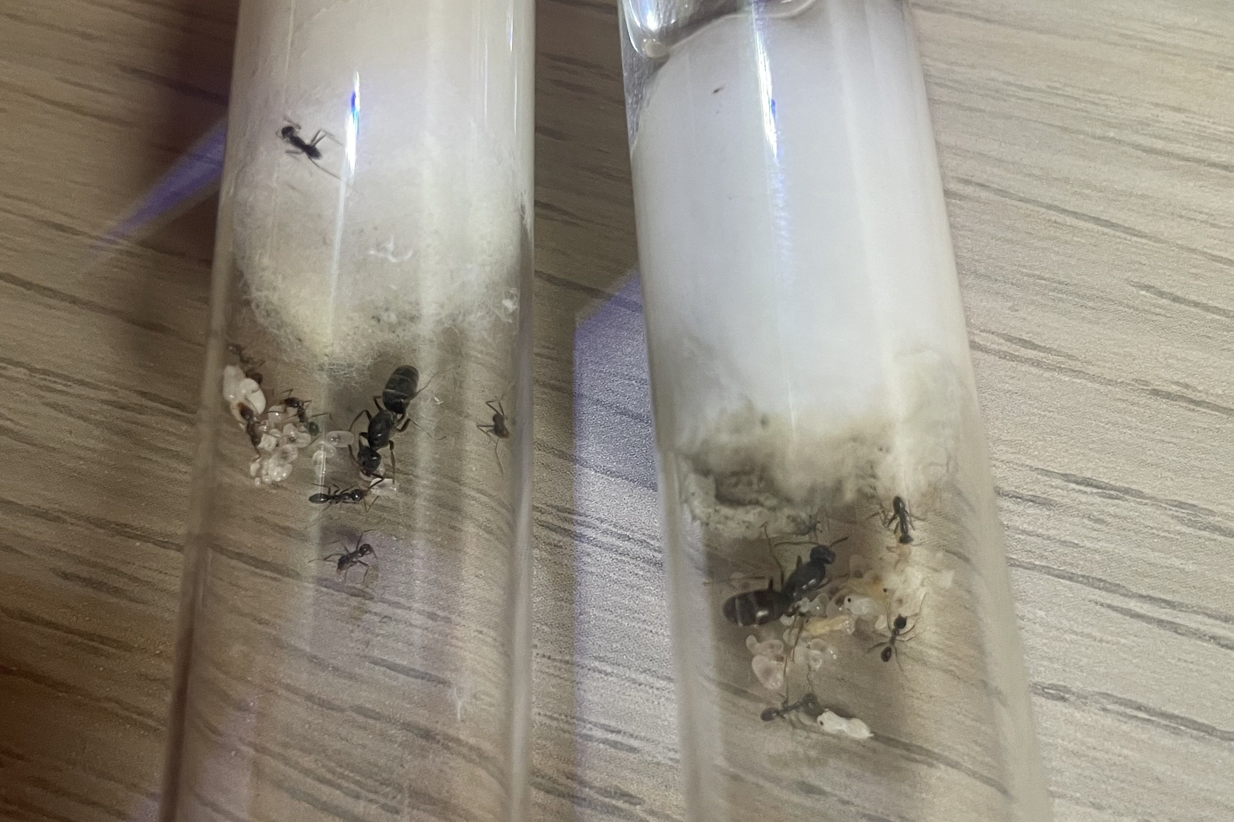 NEED GONE!!! 2 small Iridomyrmex colonies