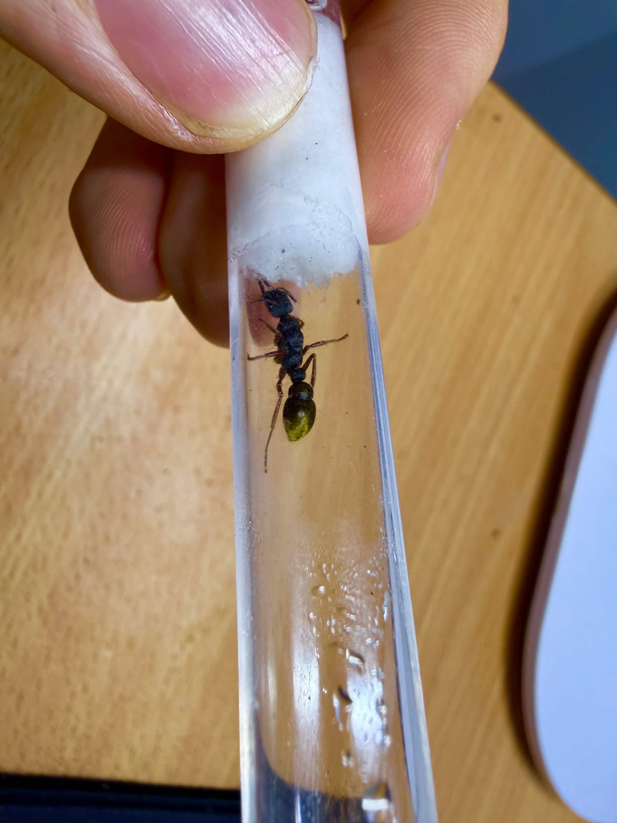 Myrmecia Fulvipes Queen (Freshly Caught)