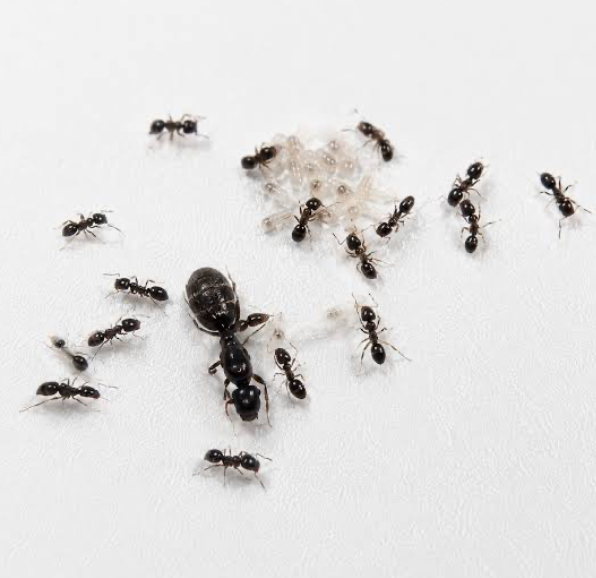 Iridomyrmex bicknelli (Black trail ant) queens. Great for beginners