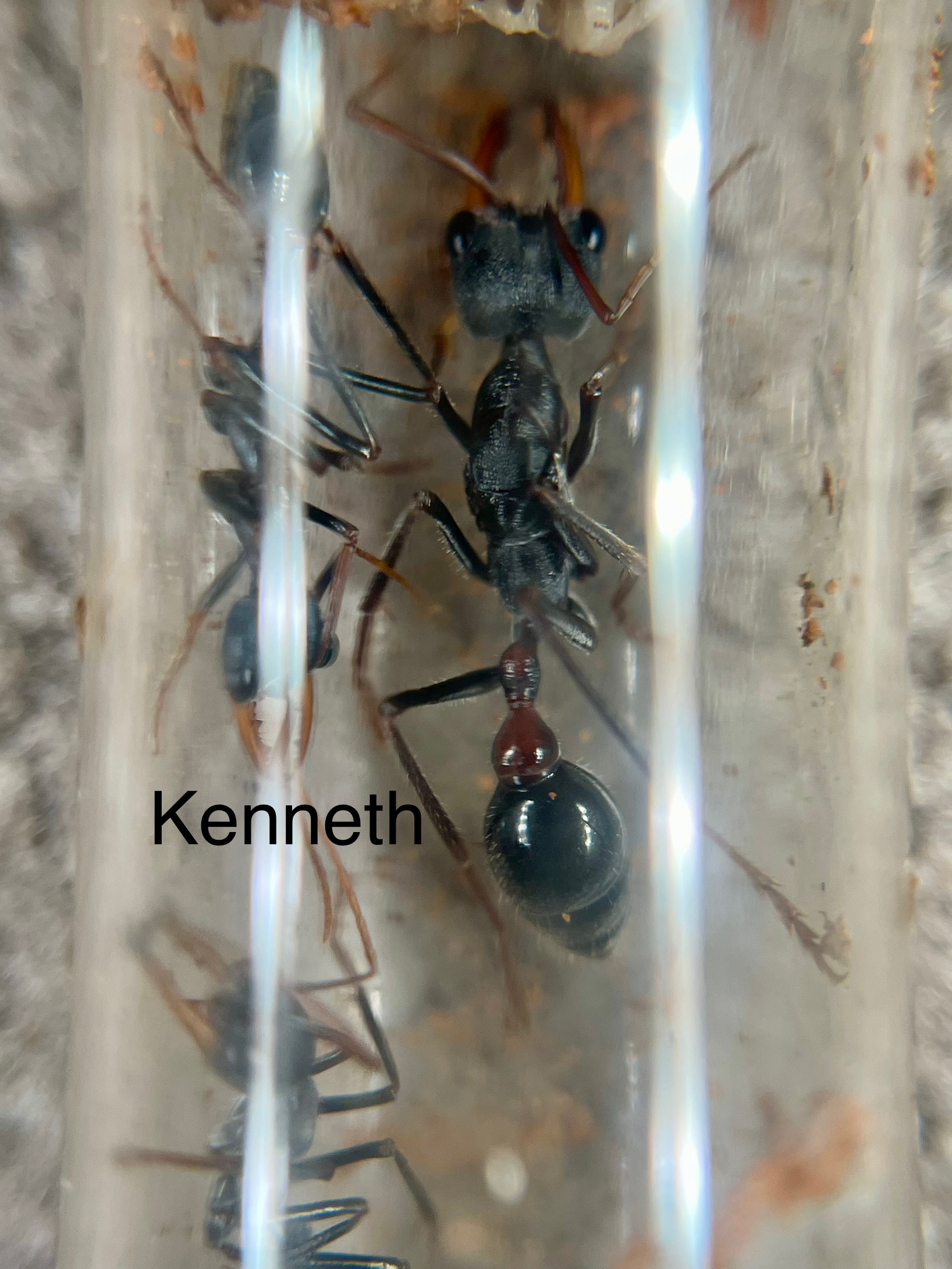 Myrmecia Forcepd