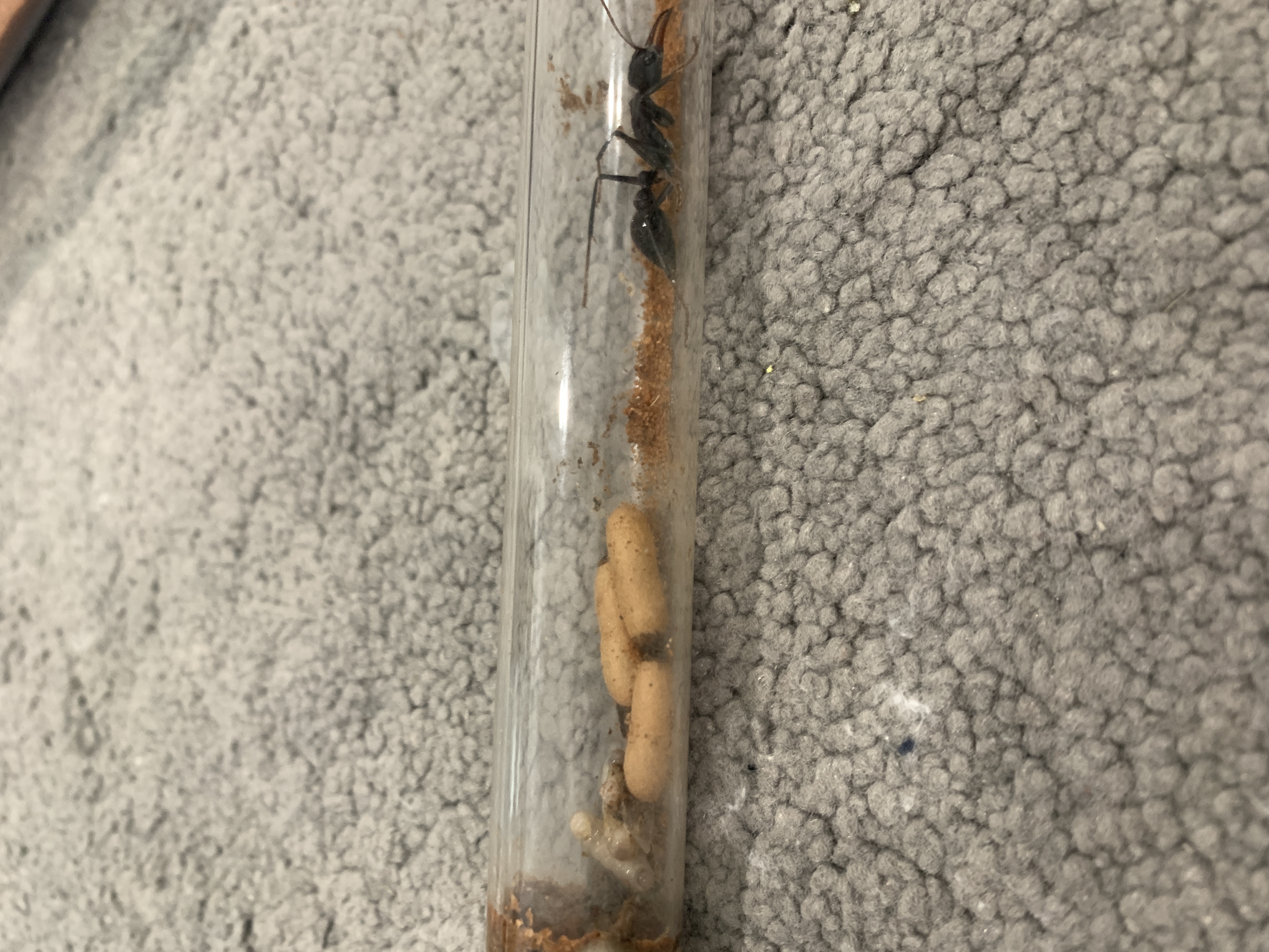 Myrmecia similia Black Morph with cocoons (2 left)