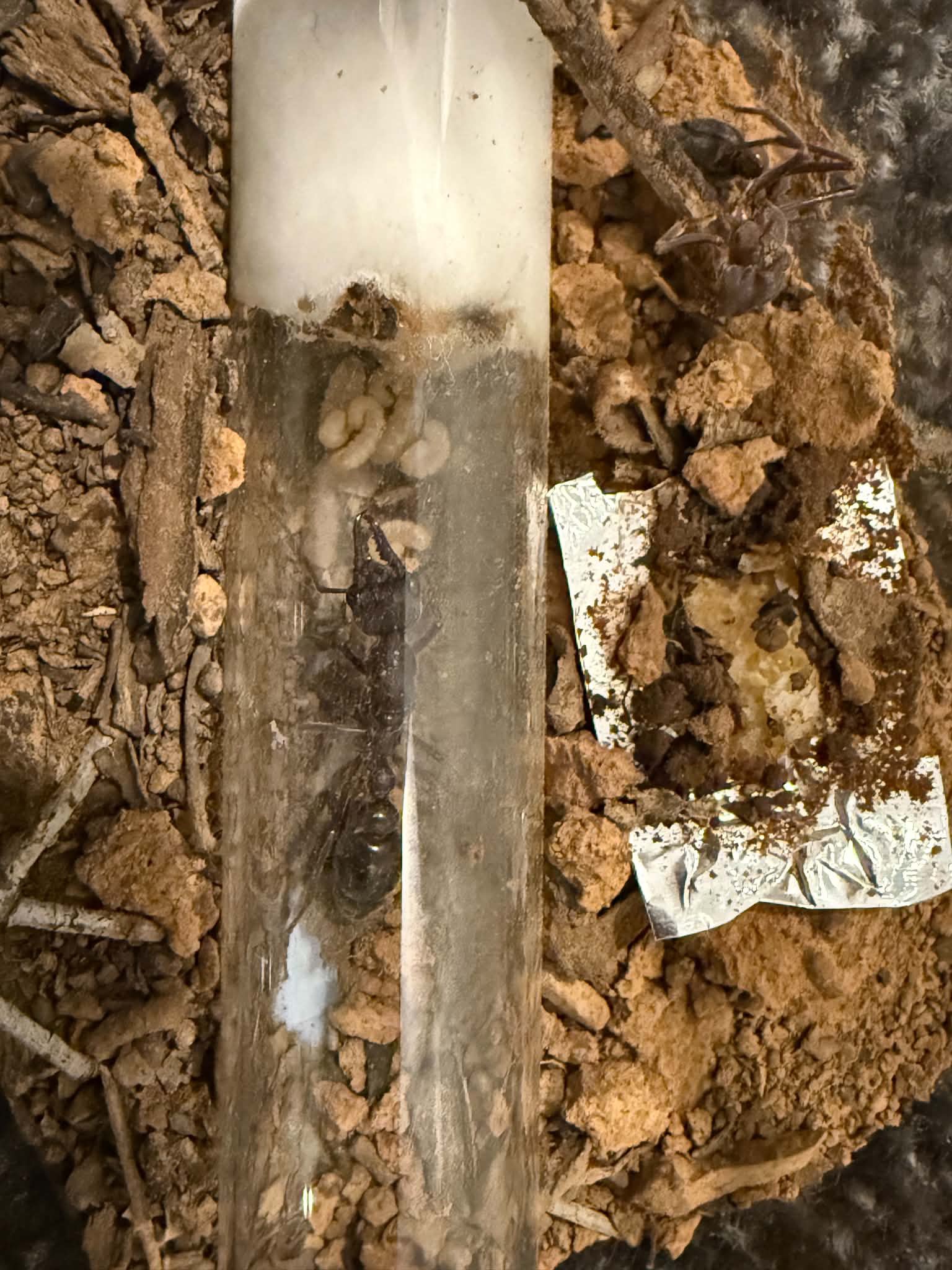 MYRMECIA SALE!