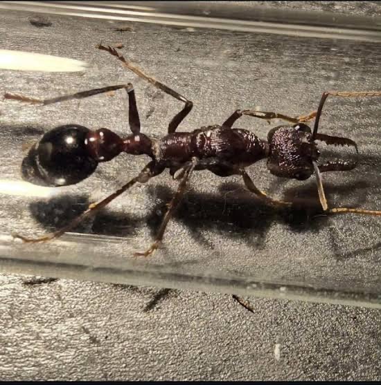 Myrmecia Forficata