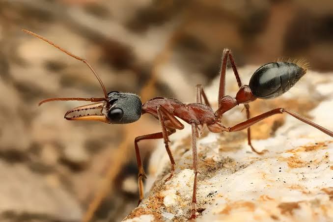 Myrmecia Nigriceps plus 2 larvae for sale
