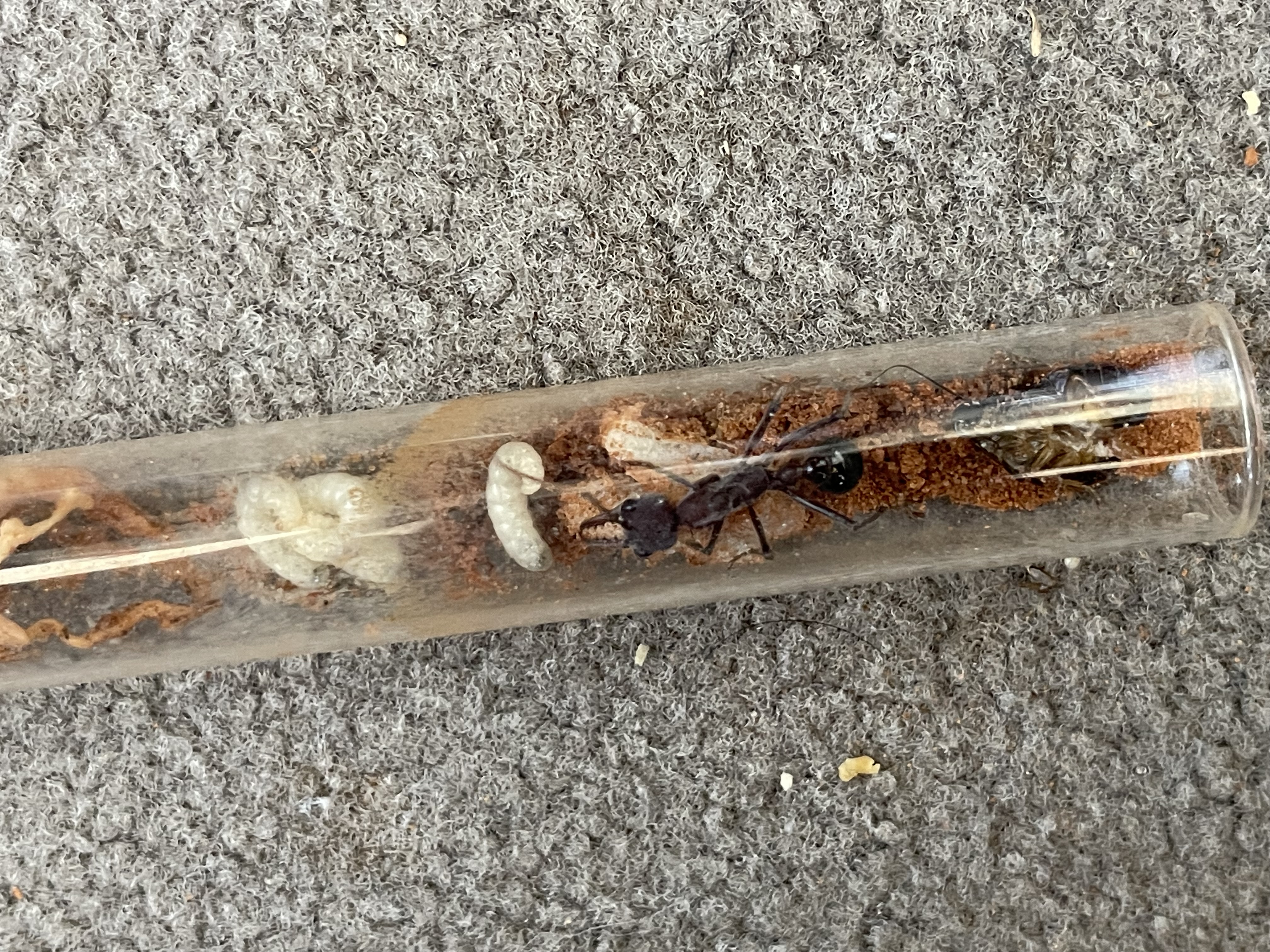 Myrmecia from single queen to colonies along with other ants