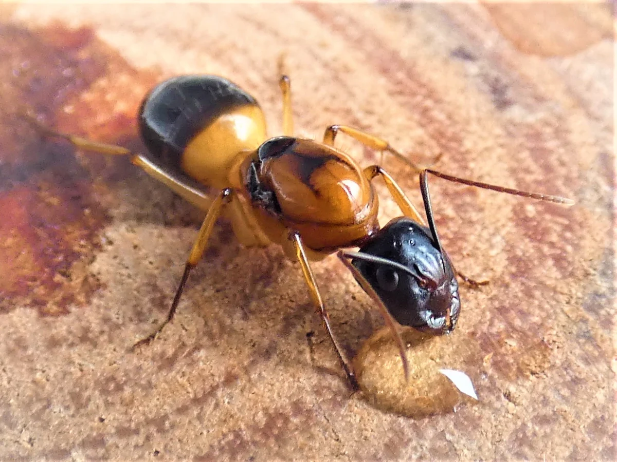 banded suger ant WANTED (NSW)
