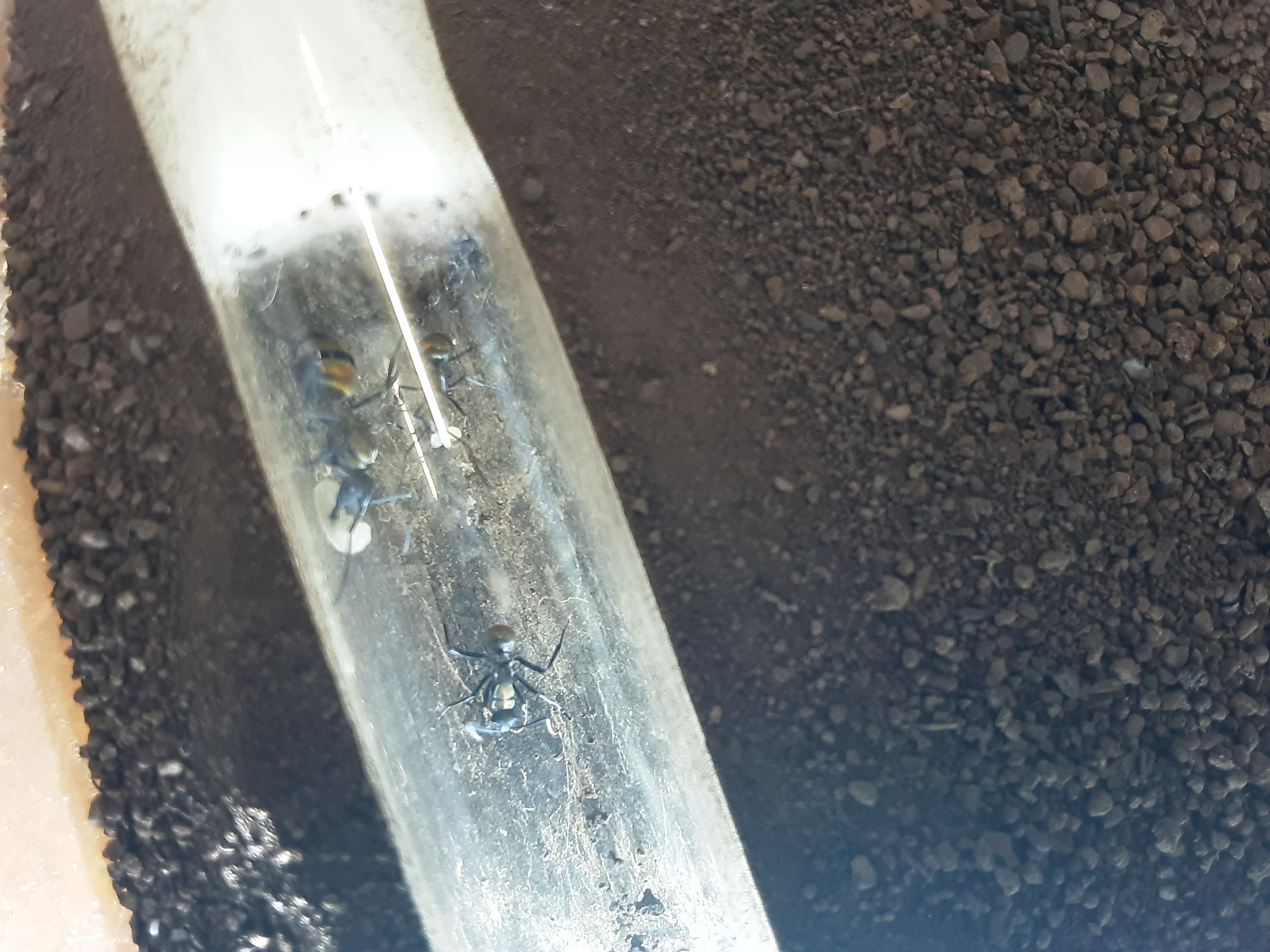 Iridomyrmex and Polyrhachis Colonies for sale *NEED GONE QUICK*
