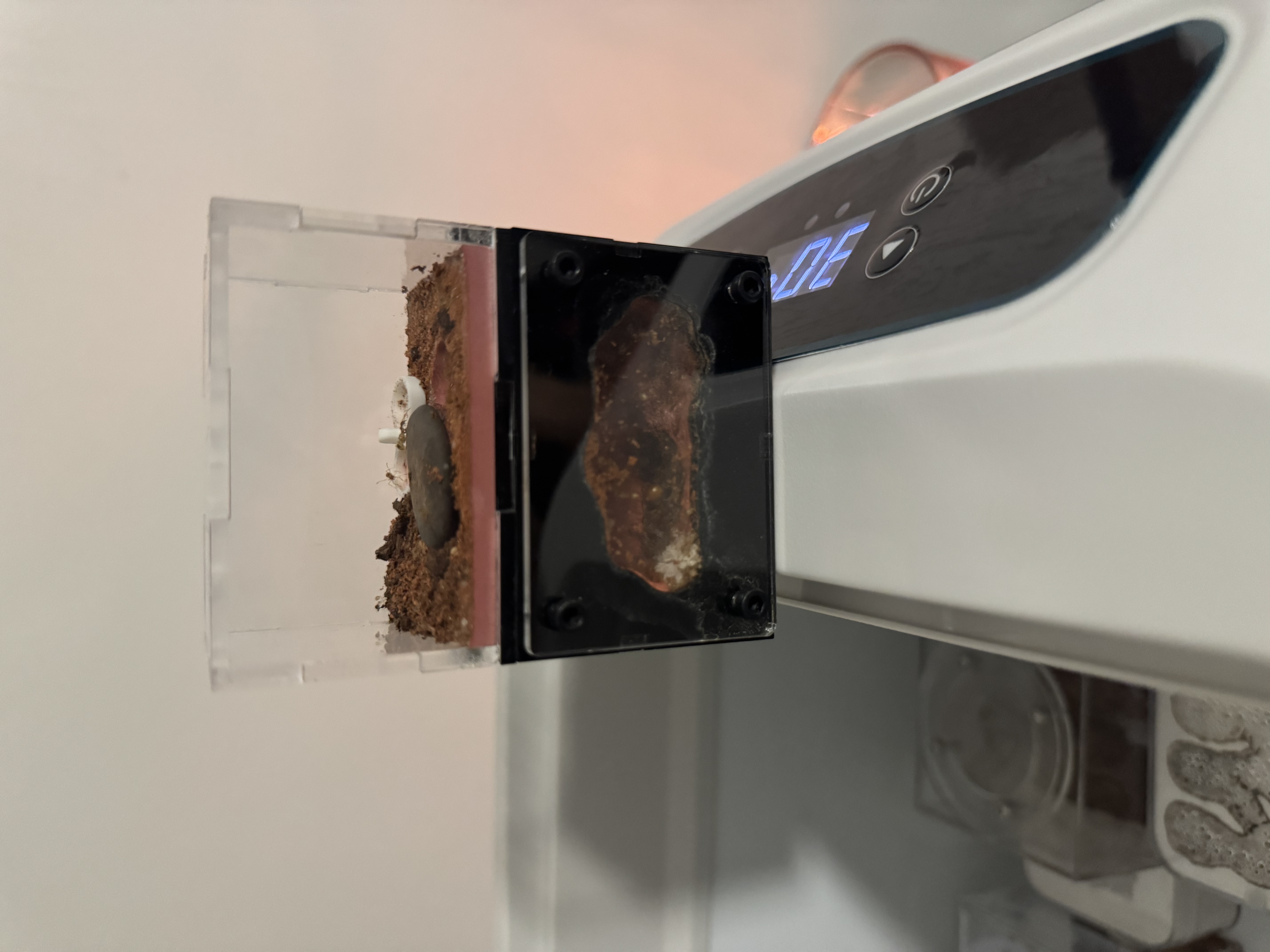 Dual-queen Aphaenogaster pythia colony with AntsHQ Nano