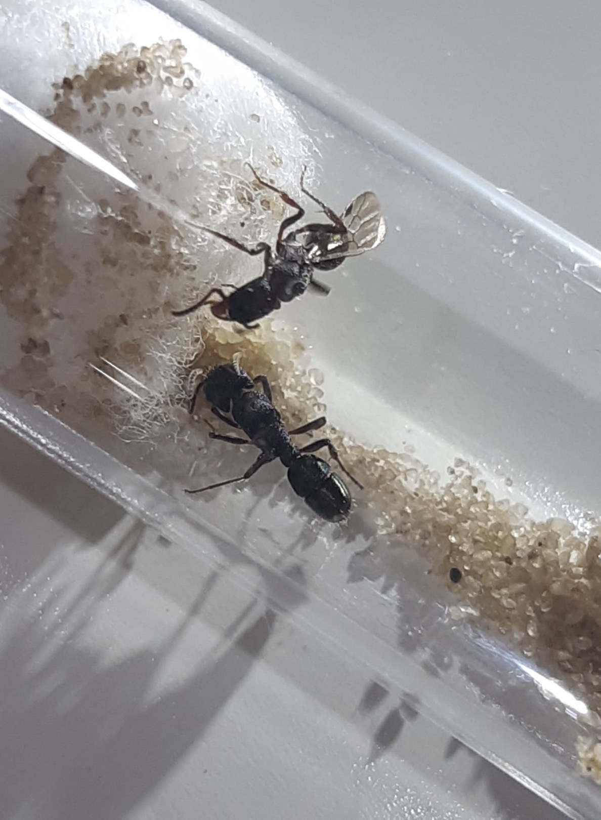 Multiple Species up for sale