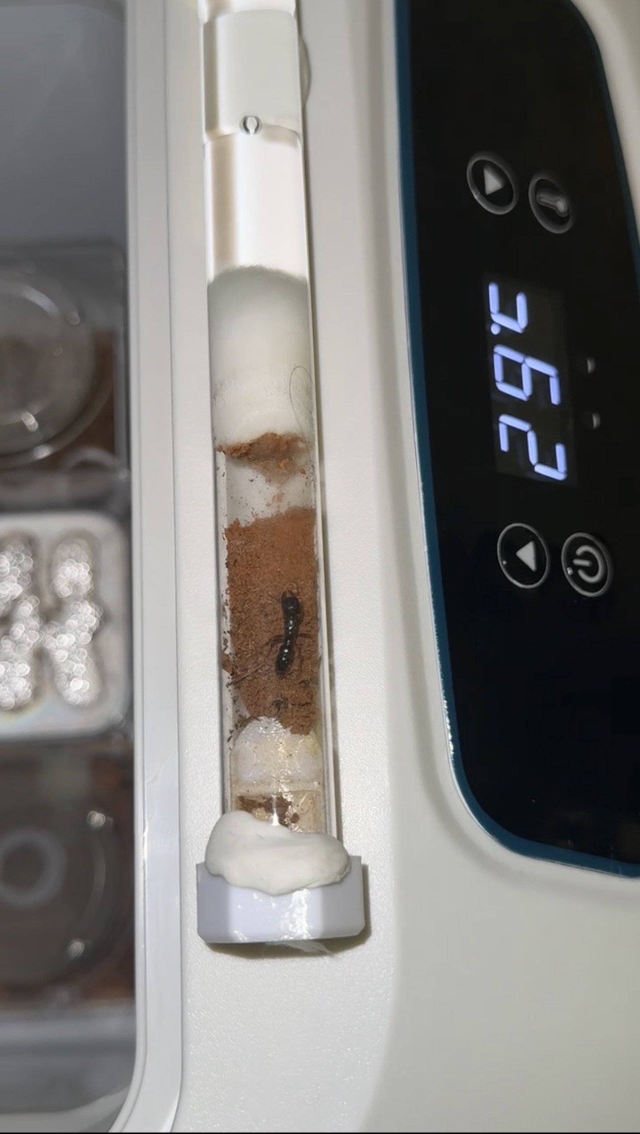 Amblyopone australis Dracula ant queen with eggs