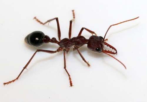 Myrmecia Similia Red Morph