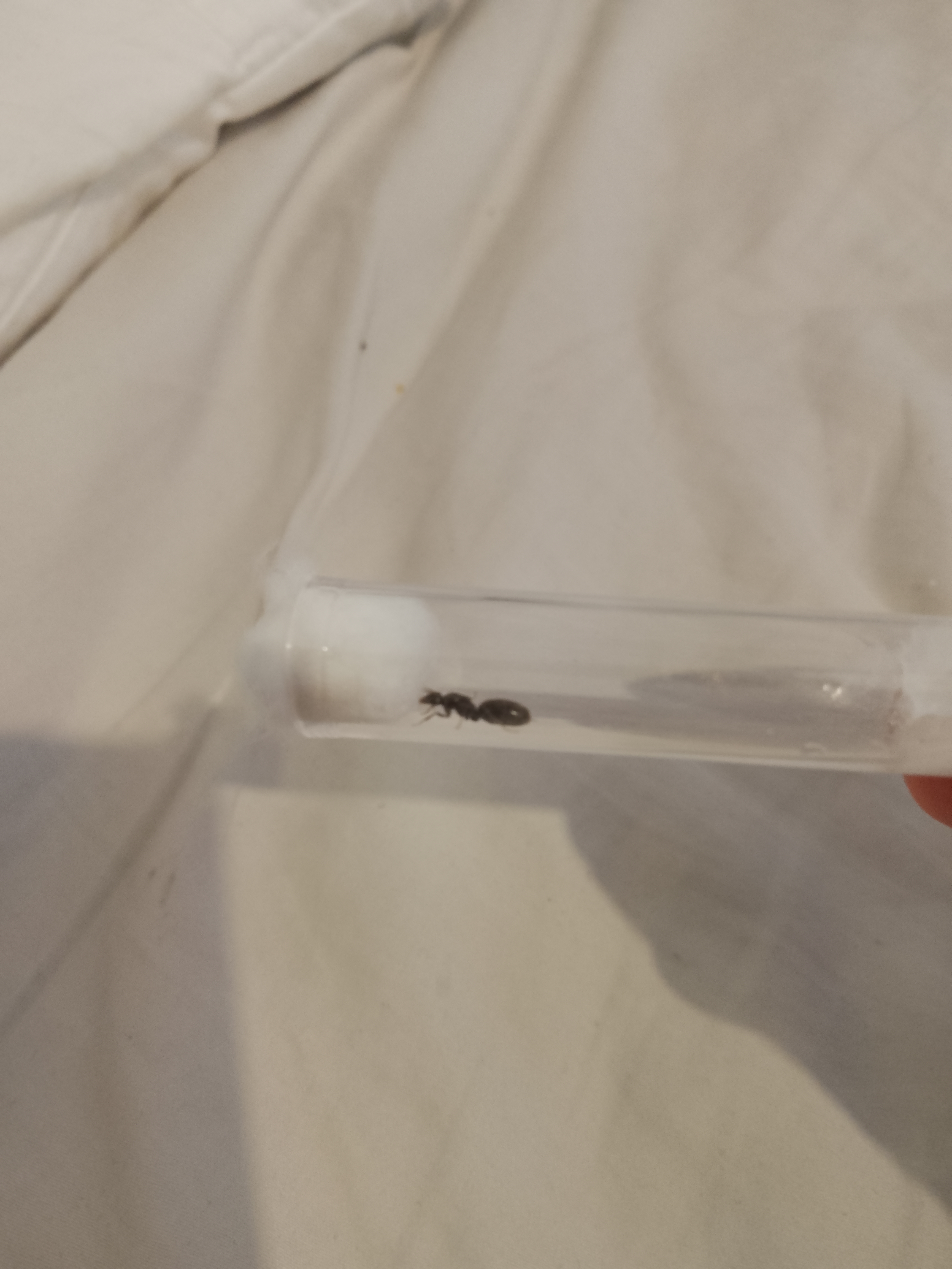 Black pavement ant queen with eggs