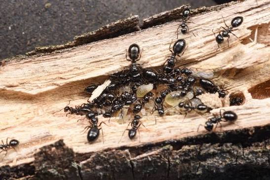 Colobopsis gasseri colony with 4 workers
