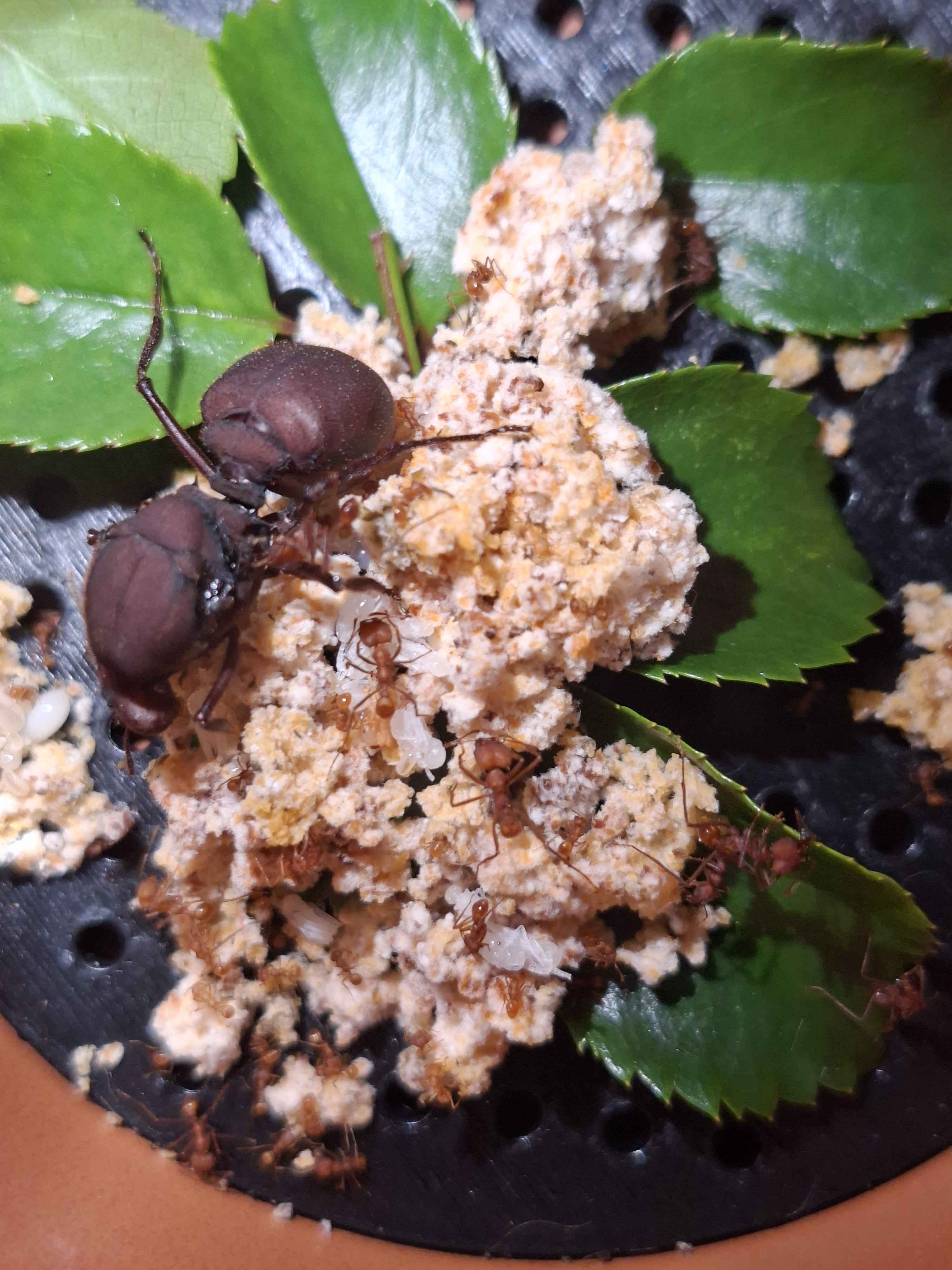 Leaf cutter (Atta Sexdens) small colony