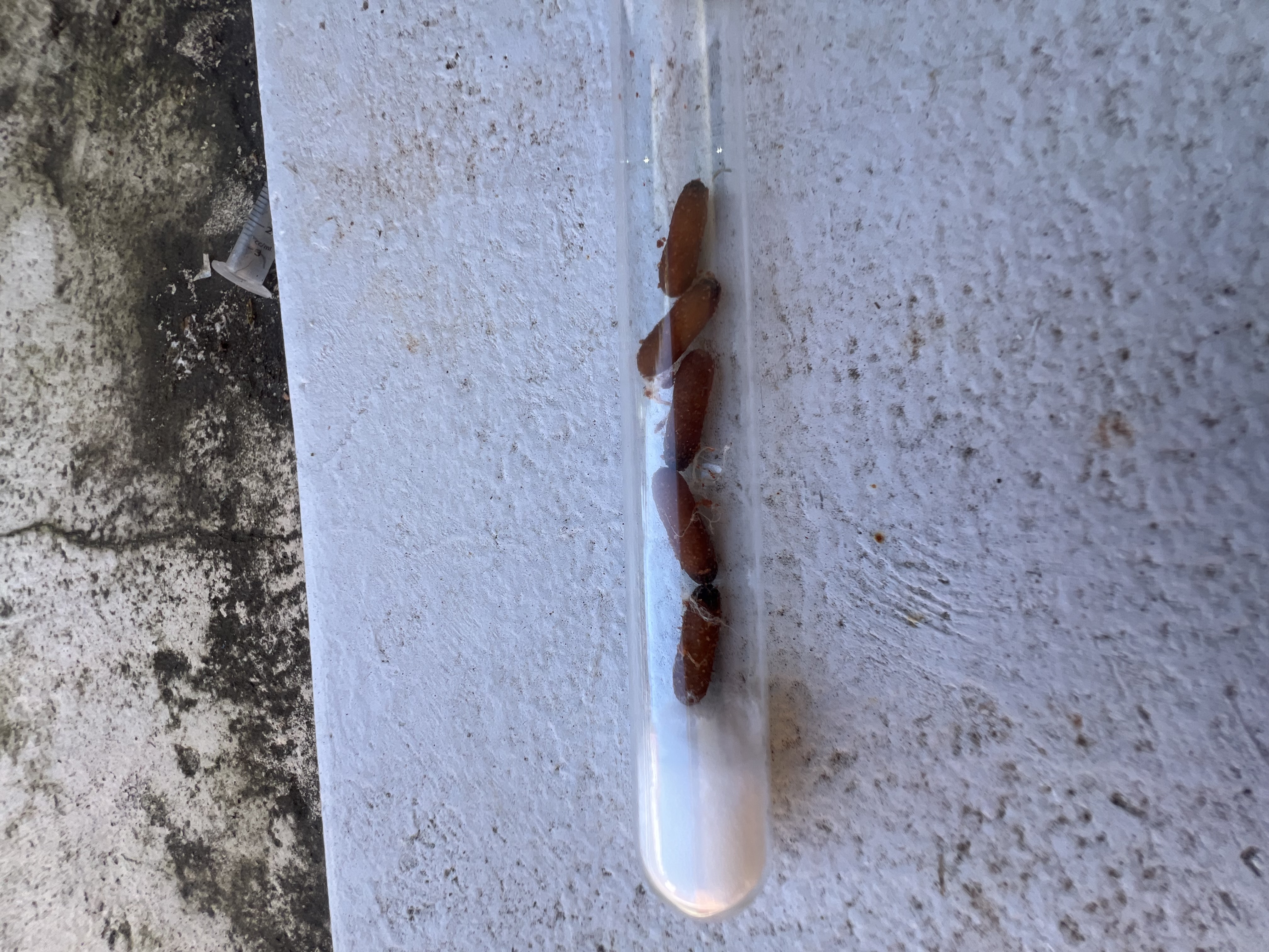 MYRMECIA TARSATA COCOONS (BROOD BOOST) FOR SALE NEED GONE ASAP COULD HATCH SOON!