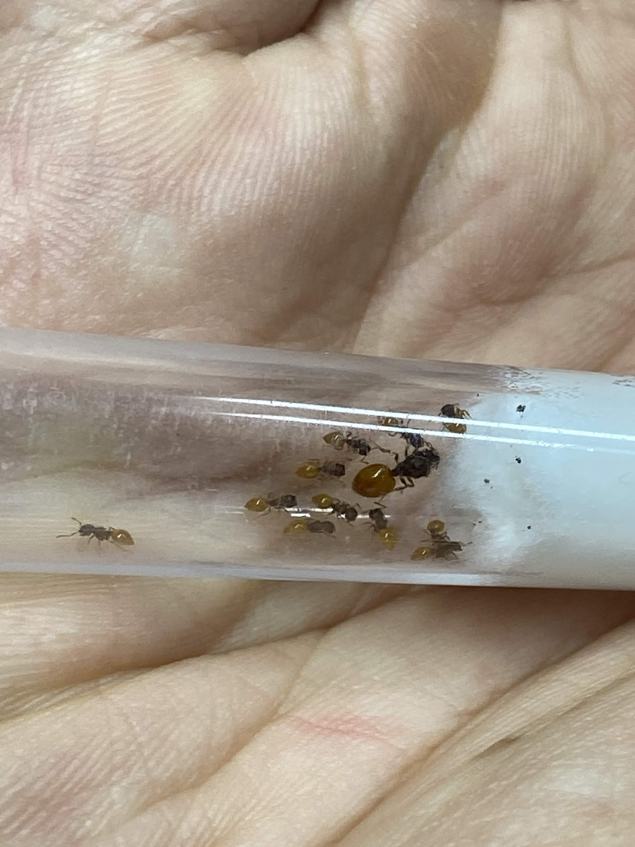 Meranoplus minor colonies 5-10 workers