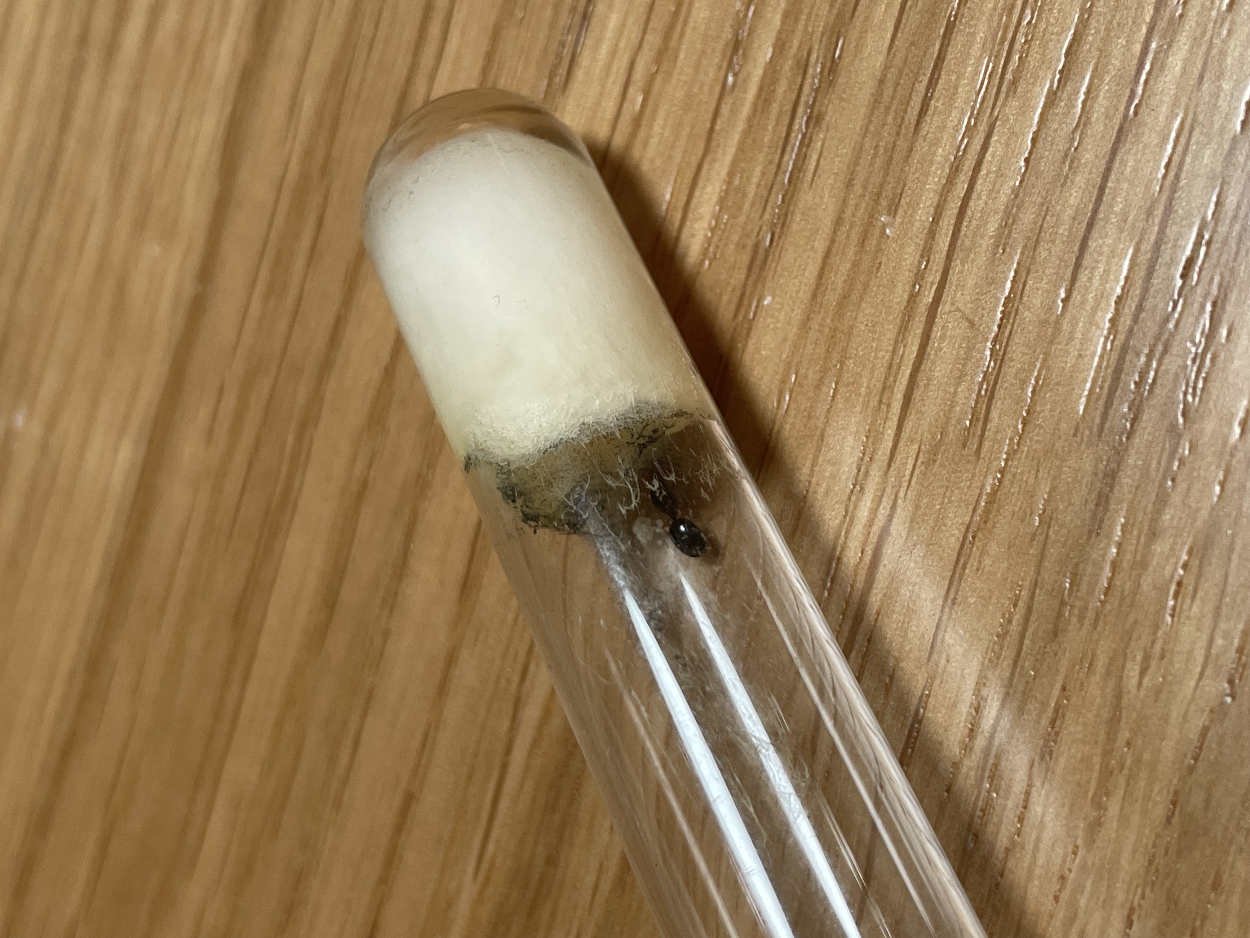 Big headed ant queen with brood