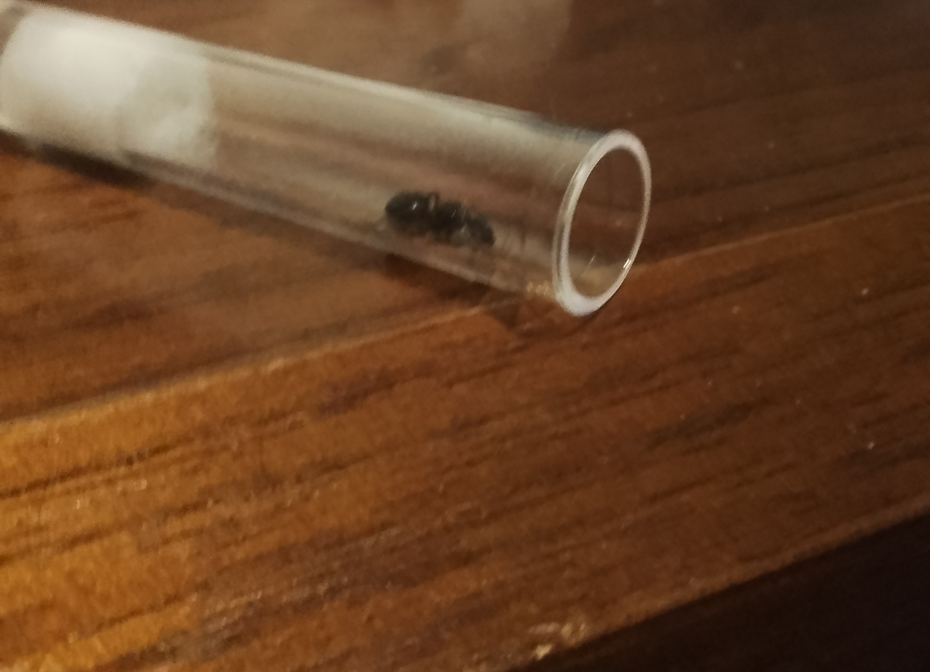 polyrhachis.sp. $20