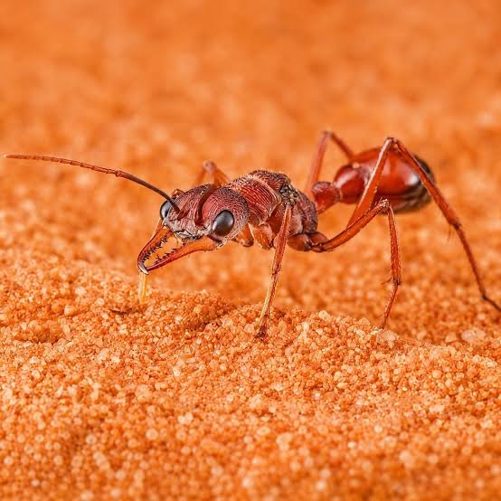 Myrmecia Nigriscapa