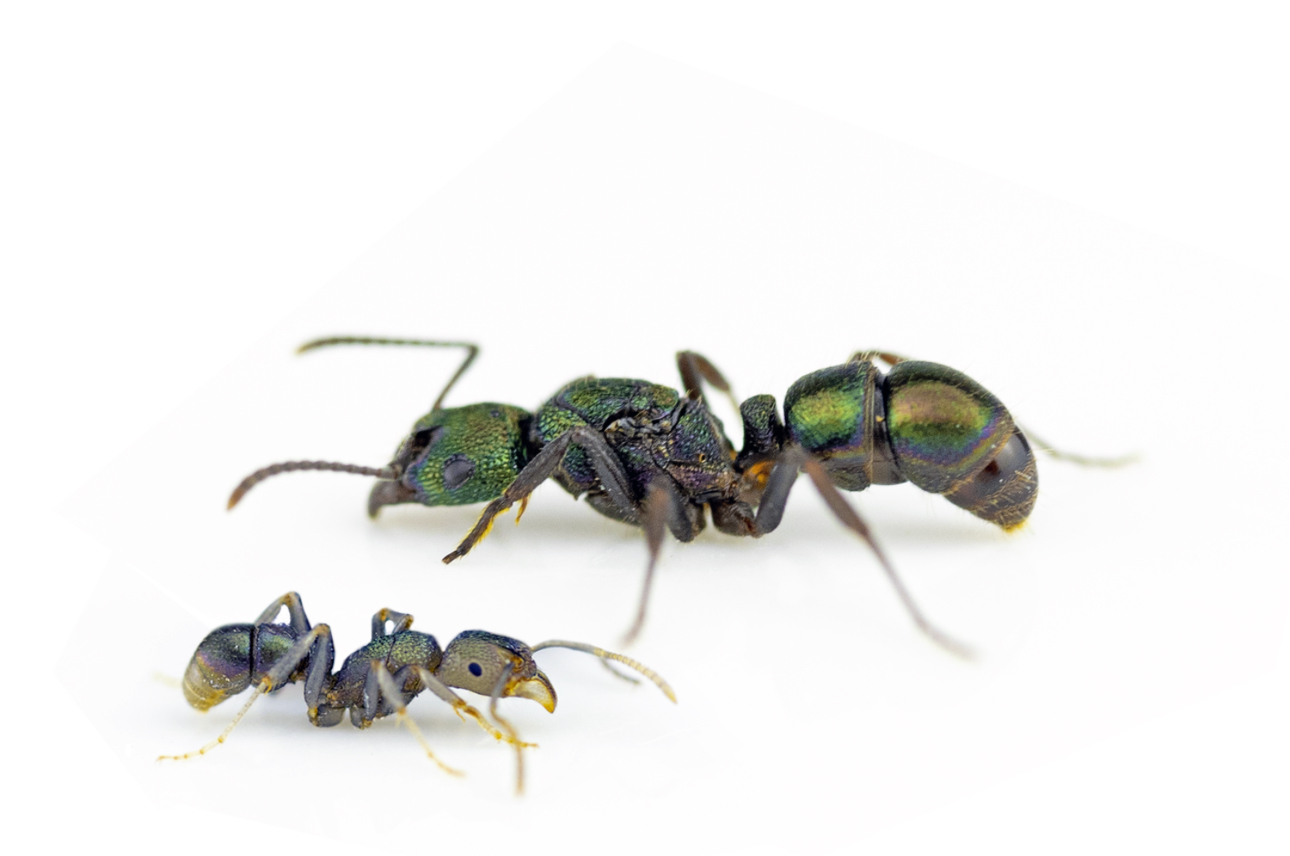 rhytidoponera metallica (green headed ants) healthy queens with eggs