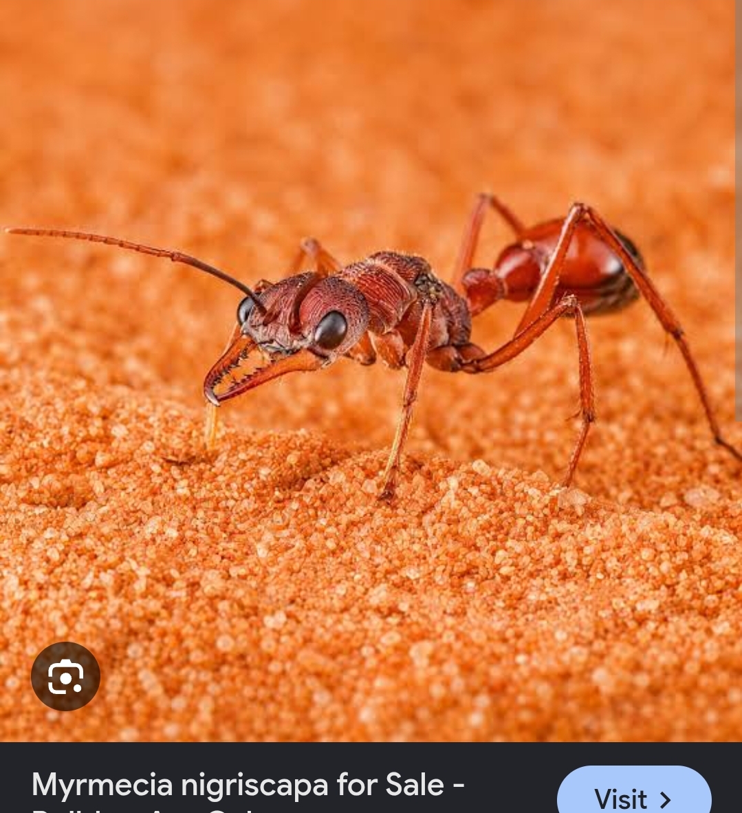 LOOKING FOR MYRMECIA NIGRISCAPA