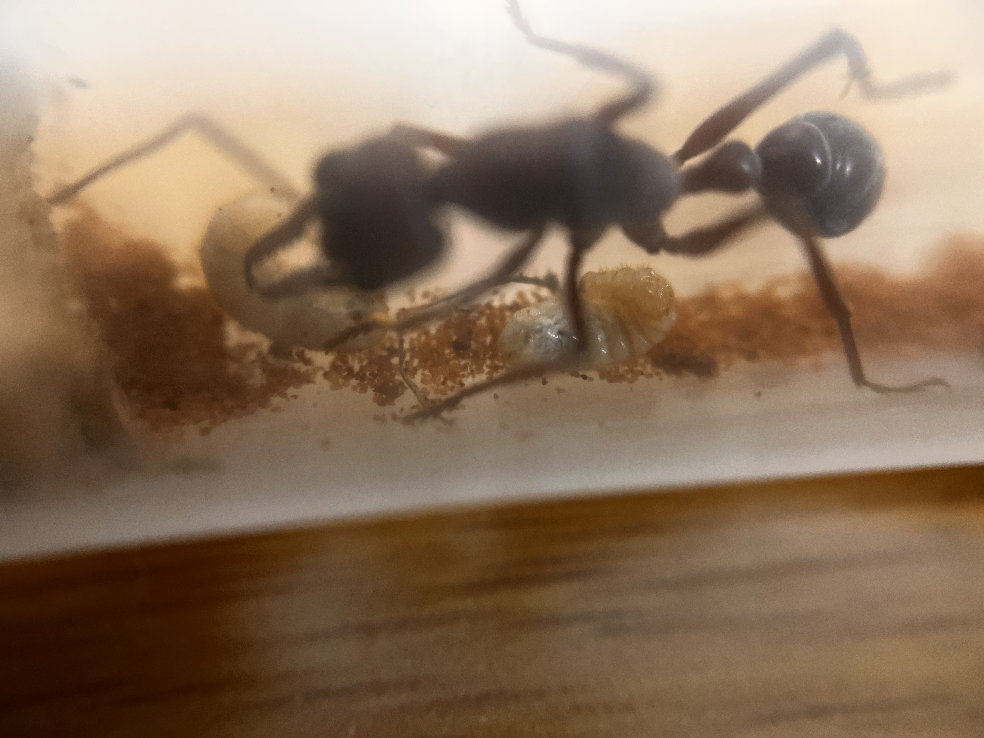 Myrmecia brevinoda queen with larvae