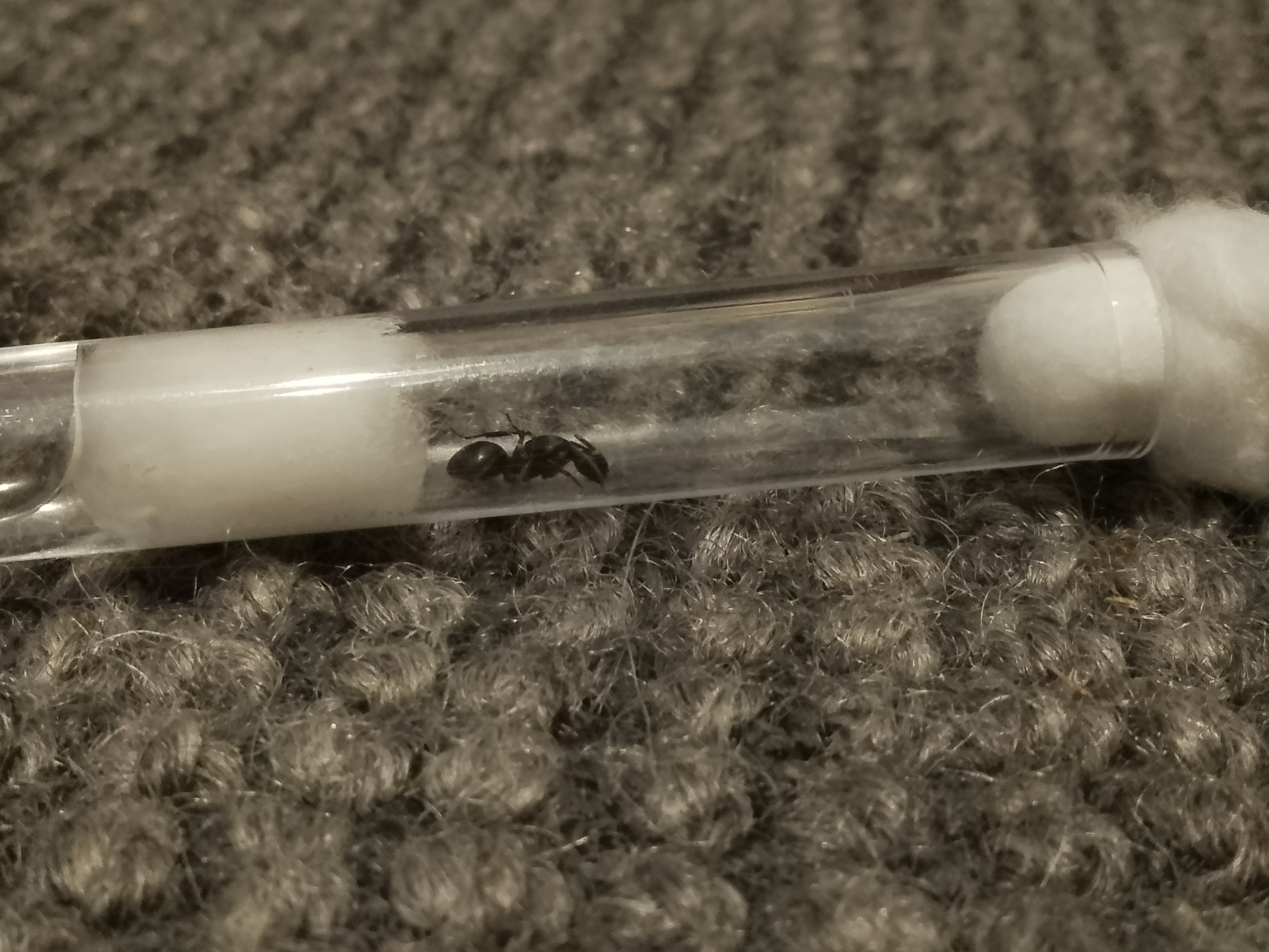 Camponotus