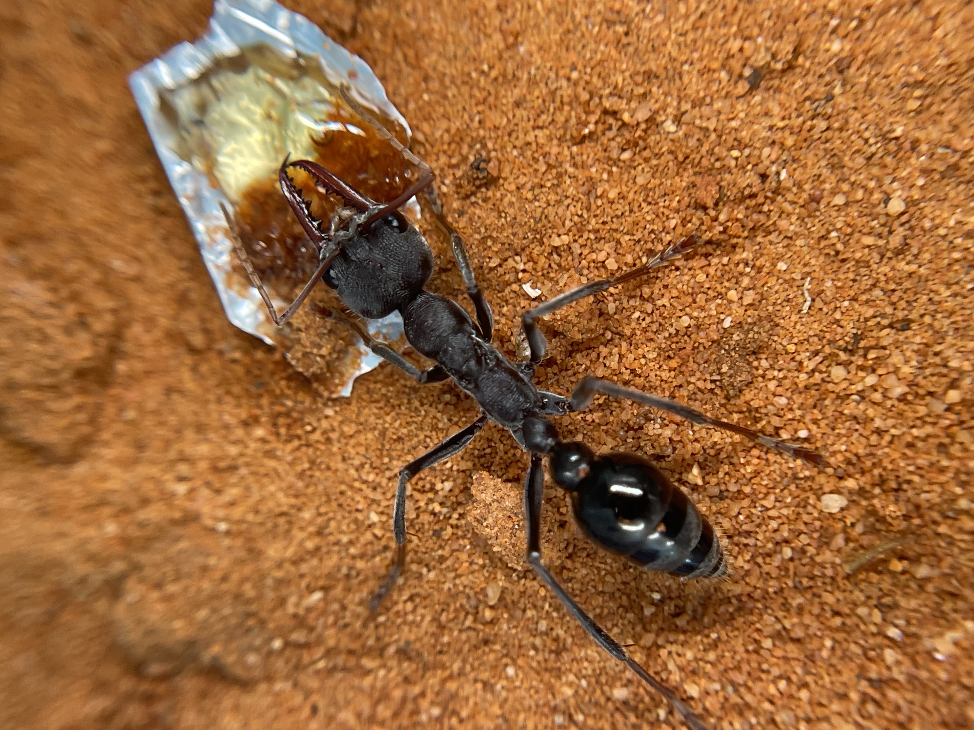 Myrmecia simillima black morph