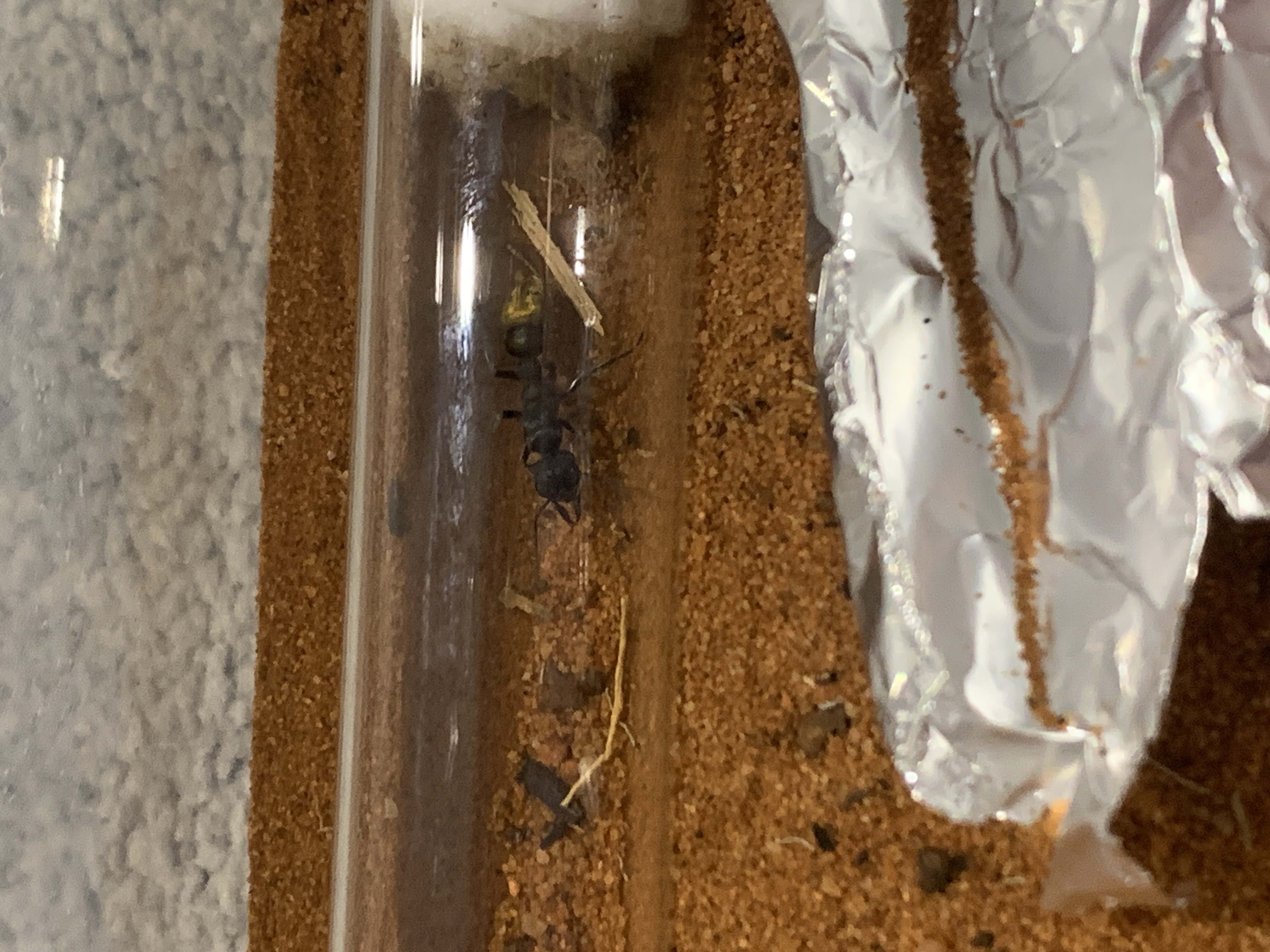 selling Myrmecia Queenslandica queens (2 left)