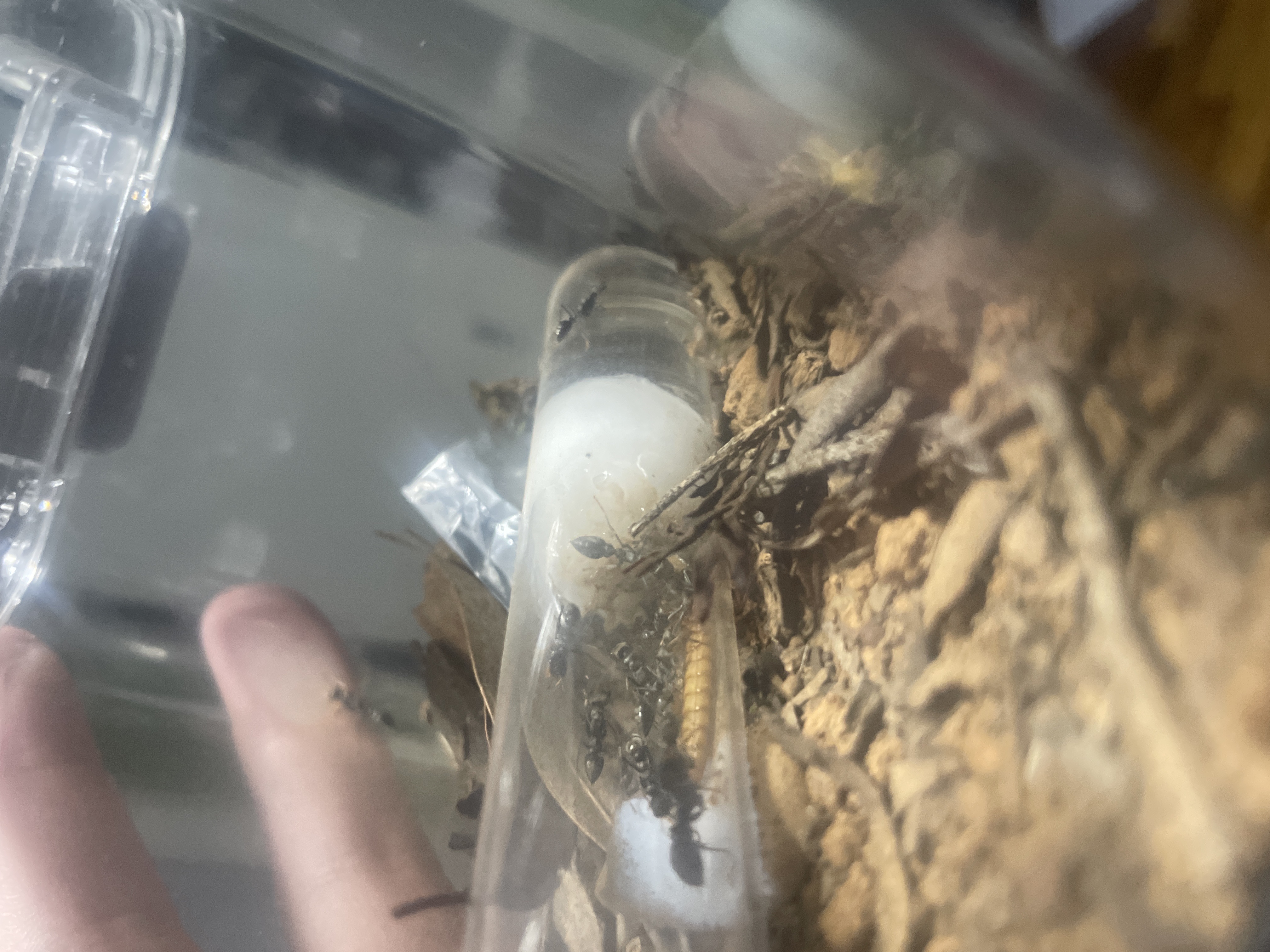 Myrmecia Pilosula Colony