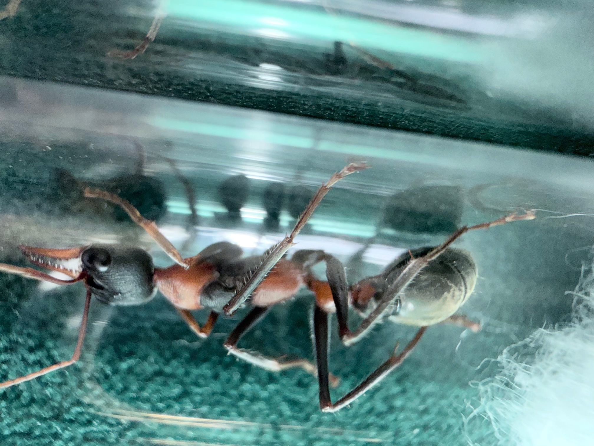 Bulk Myrmecia Nigrocincta