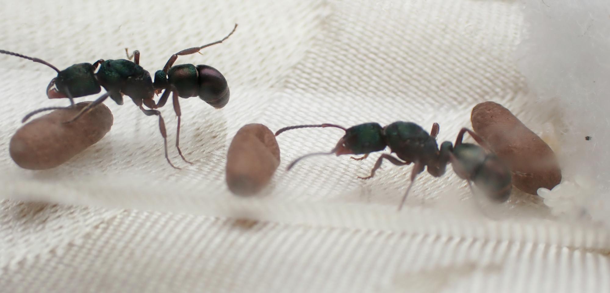 2 queen R. metallica colony with 3 cocoons and eggs