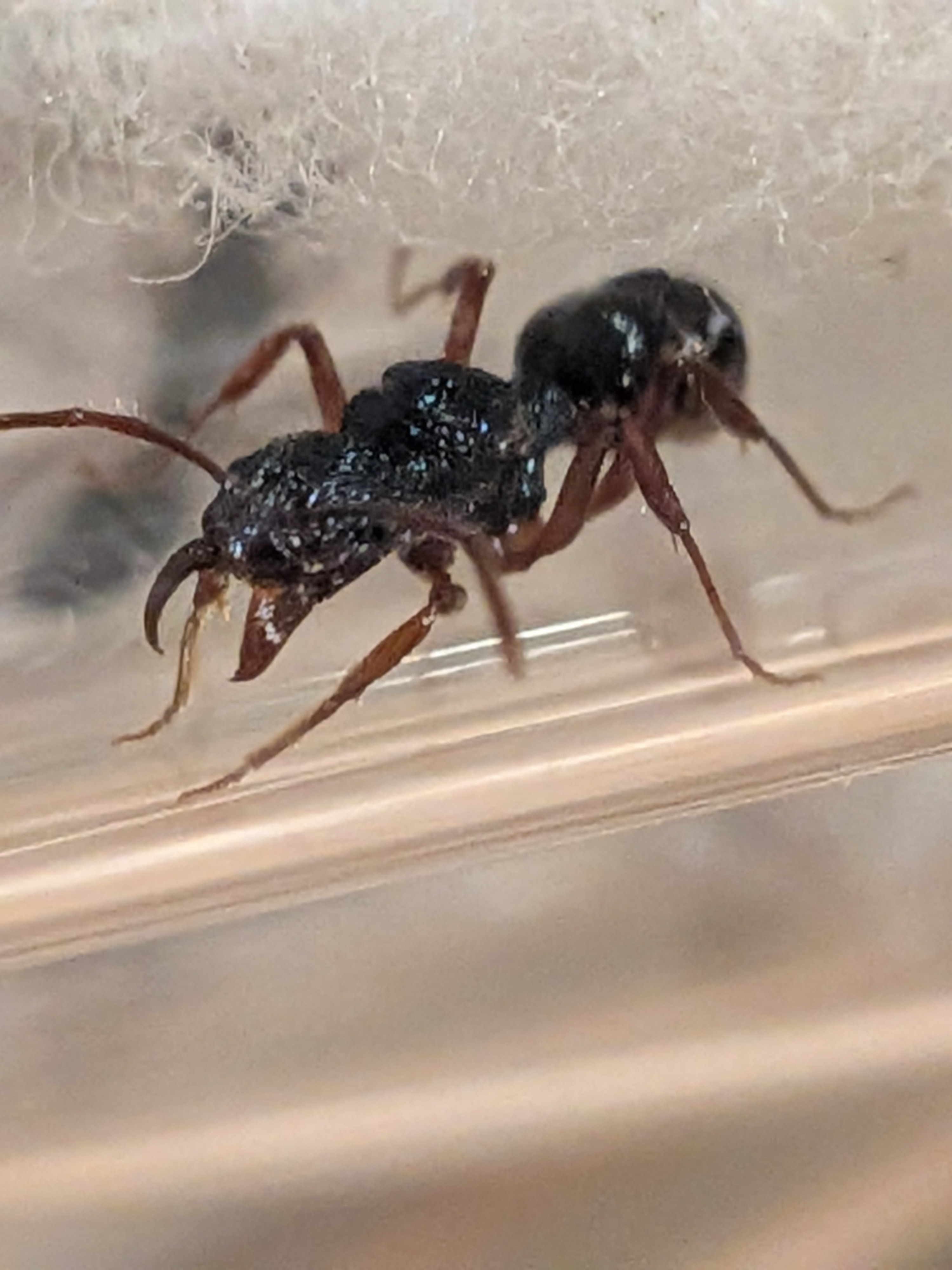 Rhytidoponera Aspera and Metallica queens