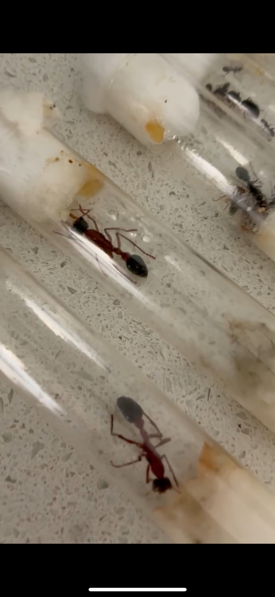 MYRMECIA NIGRICEPS