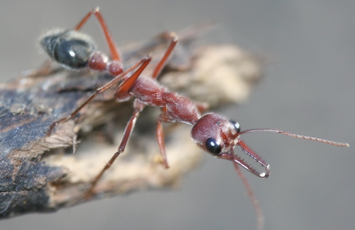 Myrmecia Brevinoda for sale