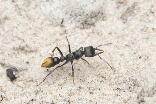 Myrmecia Gilberti Freshly caught queen