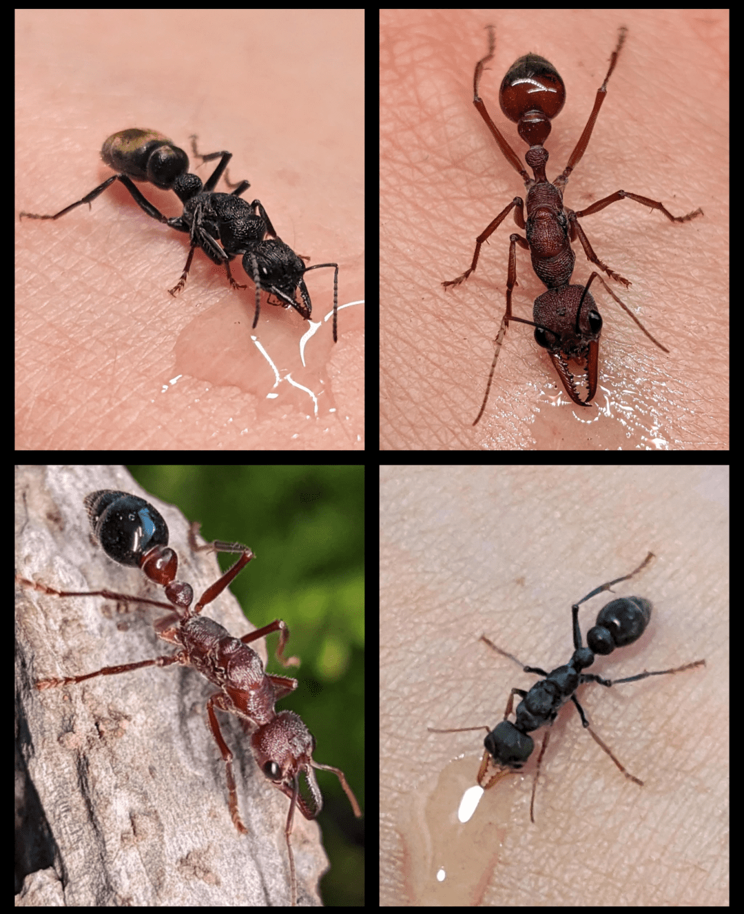 Bull ant/Sugar ant Queens/Colonies starting at $30